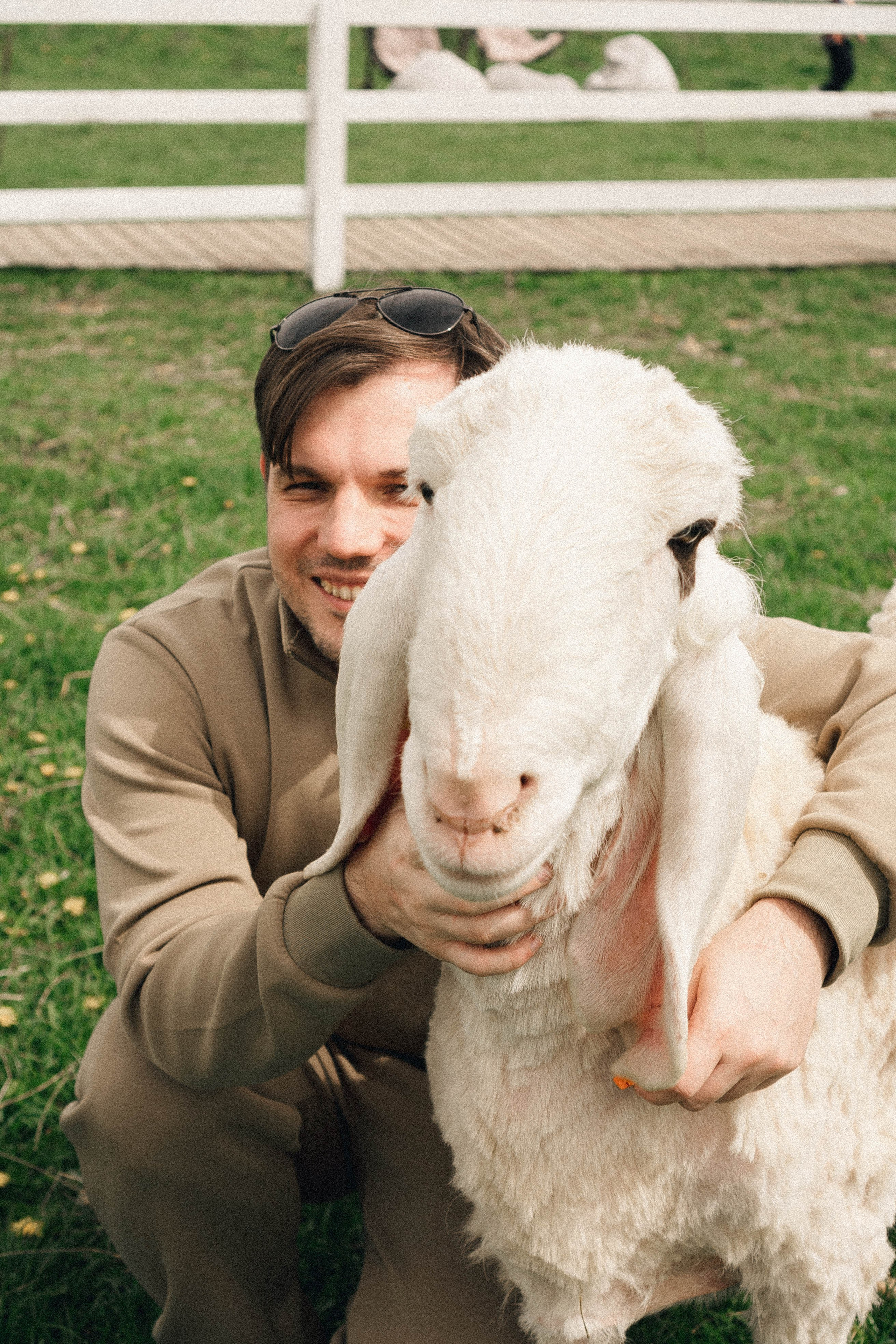 Ферма Альпак. Профессиональный фотограф, Санкт-Петербург — Виктория Богомолова