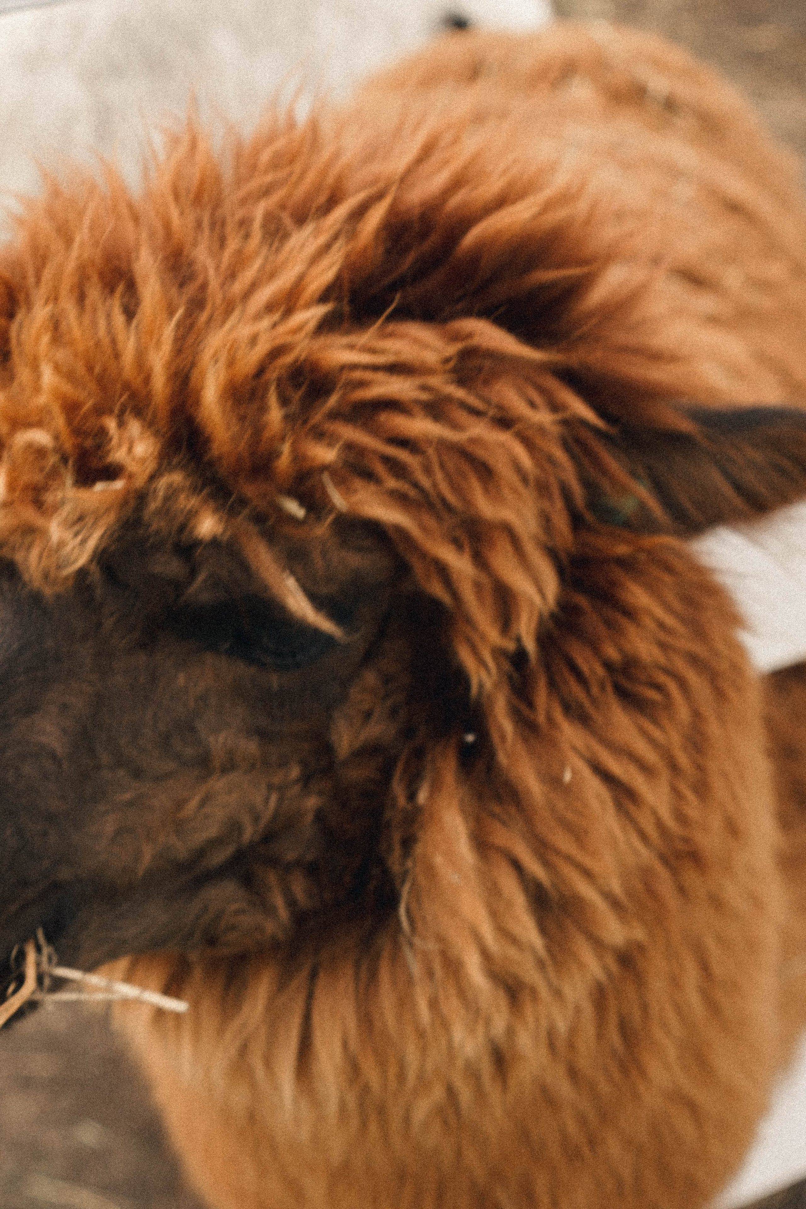 Ферма Альпак. Профессиональный фотограф, Санкт-Петербург — Виктория Богомолова