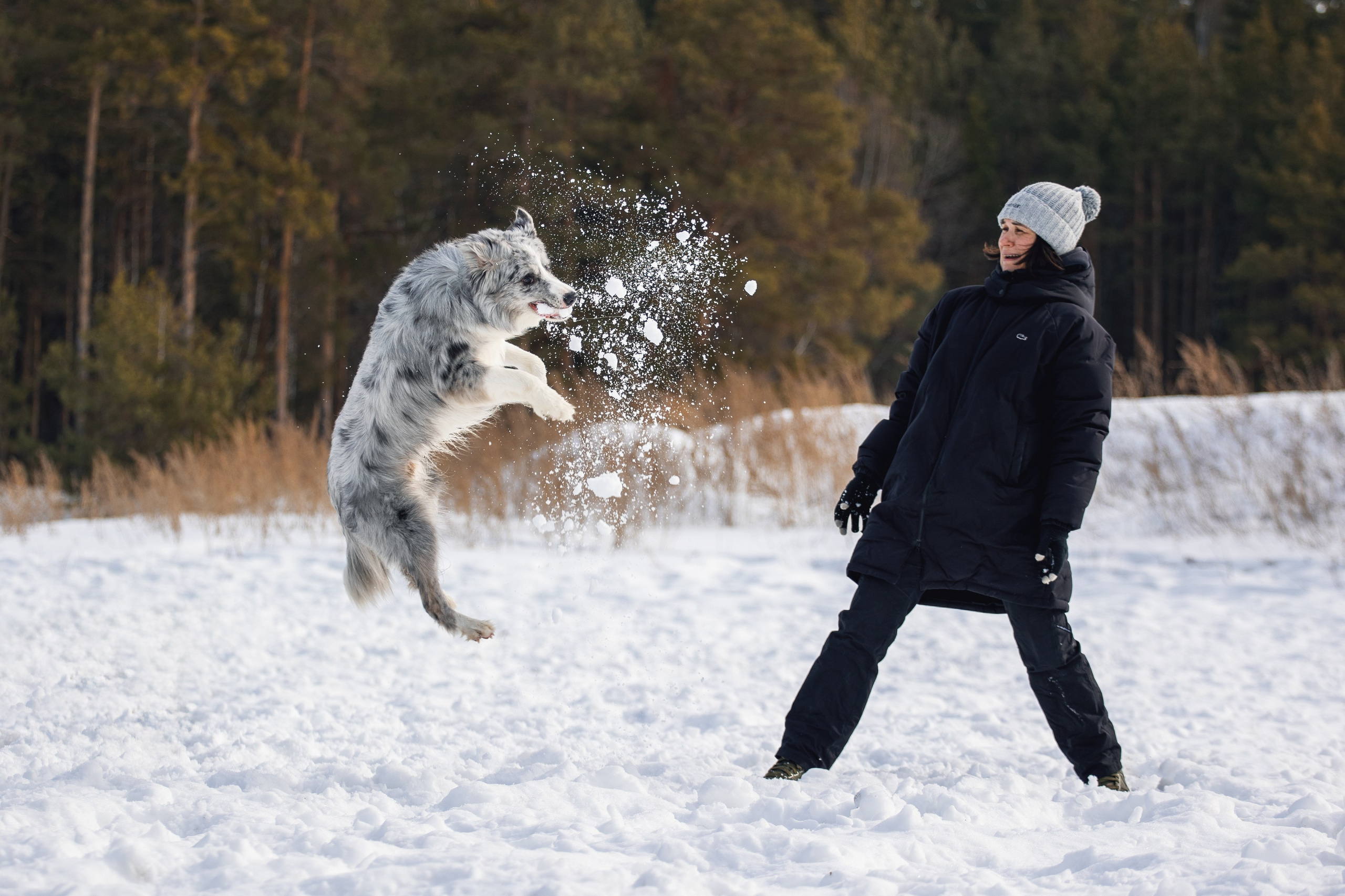 В погоне за снежком…. YULA KOLESOVA | Фотограф — Анималист | Художник | Тюмень