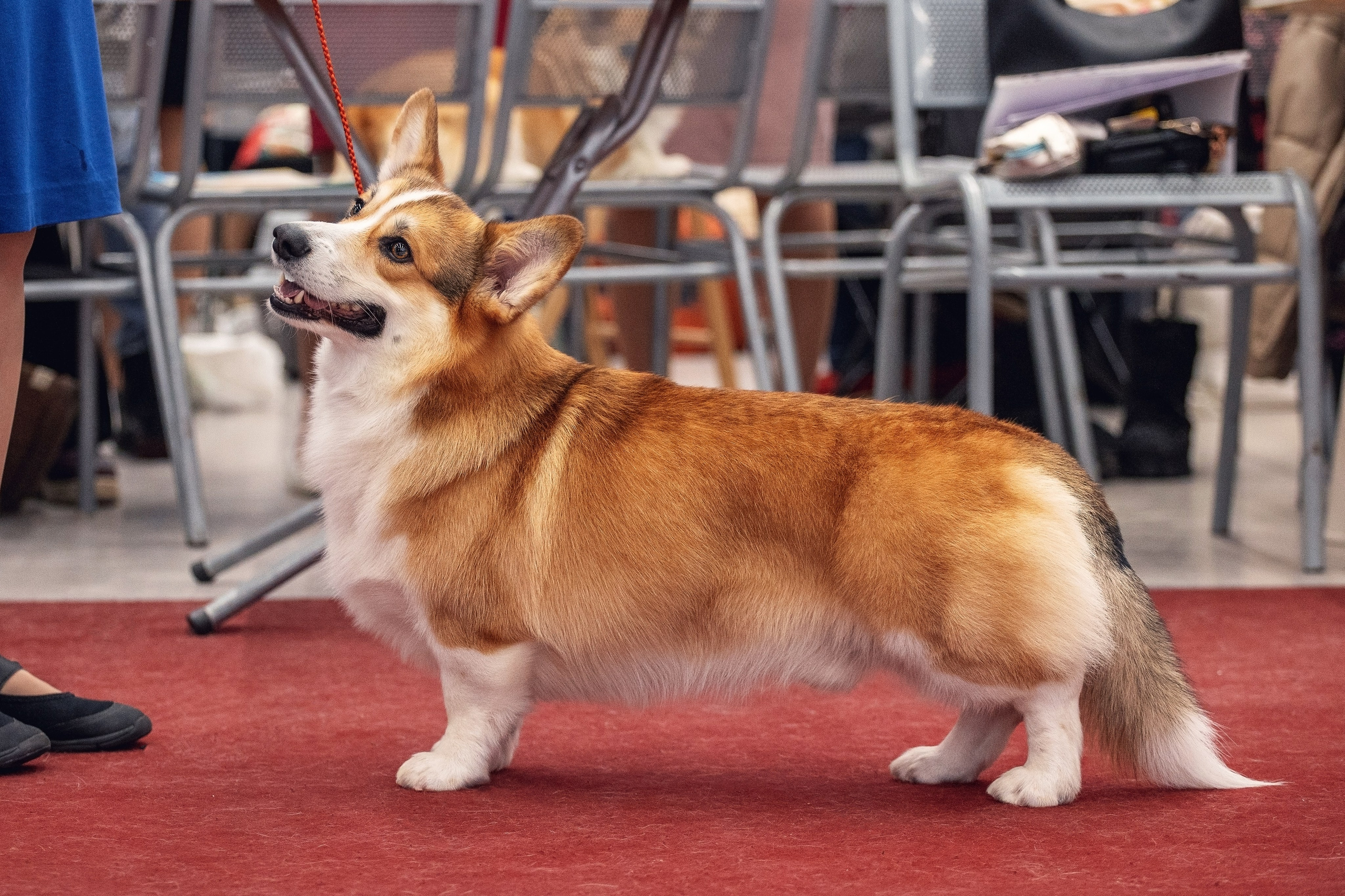 20.01. 2024 Тюмень. YULA KOLESOVA | Фотограф — Анималист | Художник | Тюмень