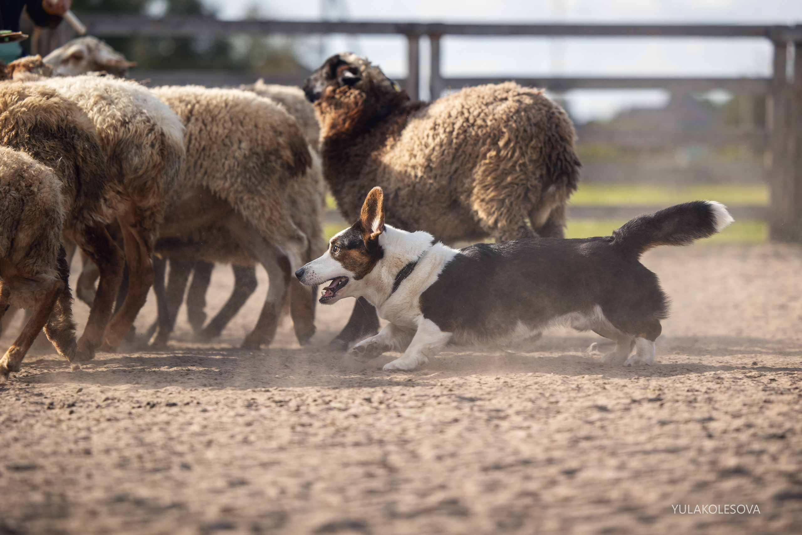 Пастуший интенсив, сентябрь 2024. YULA KOLESOVA | Фотограф — Анималист | Художник | Тюмень