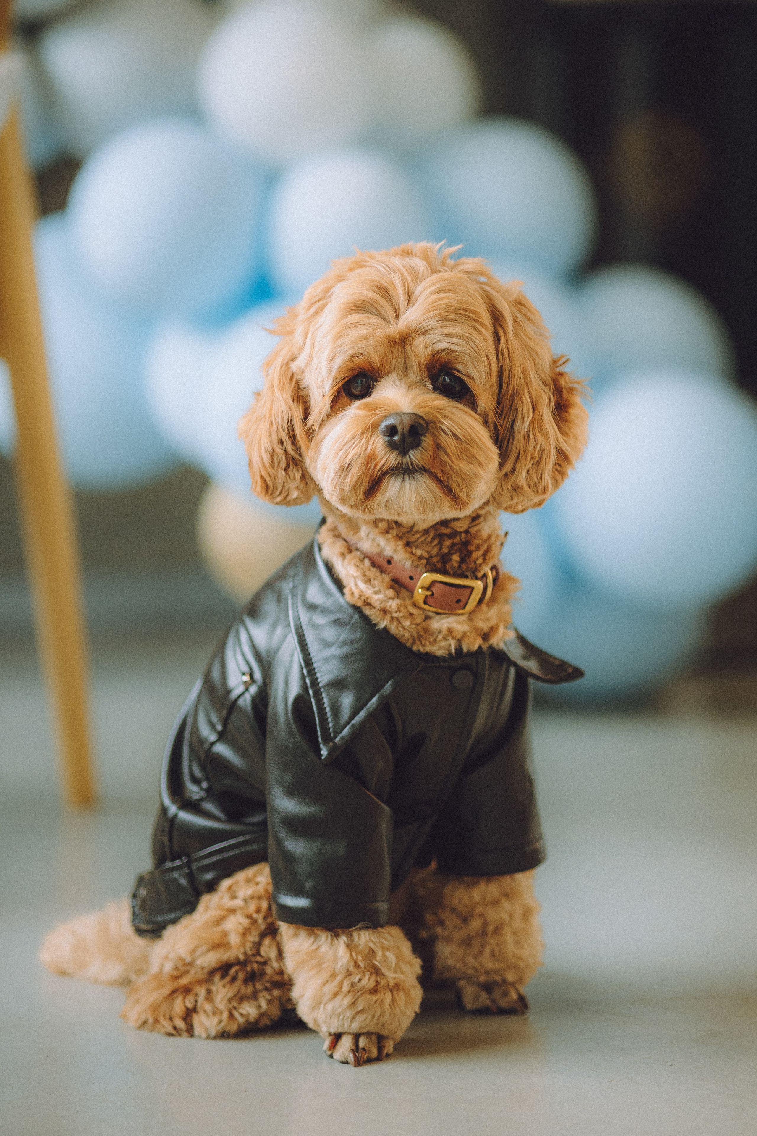 День Рождения пуделя Глаши