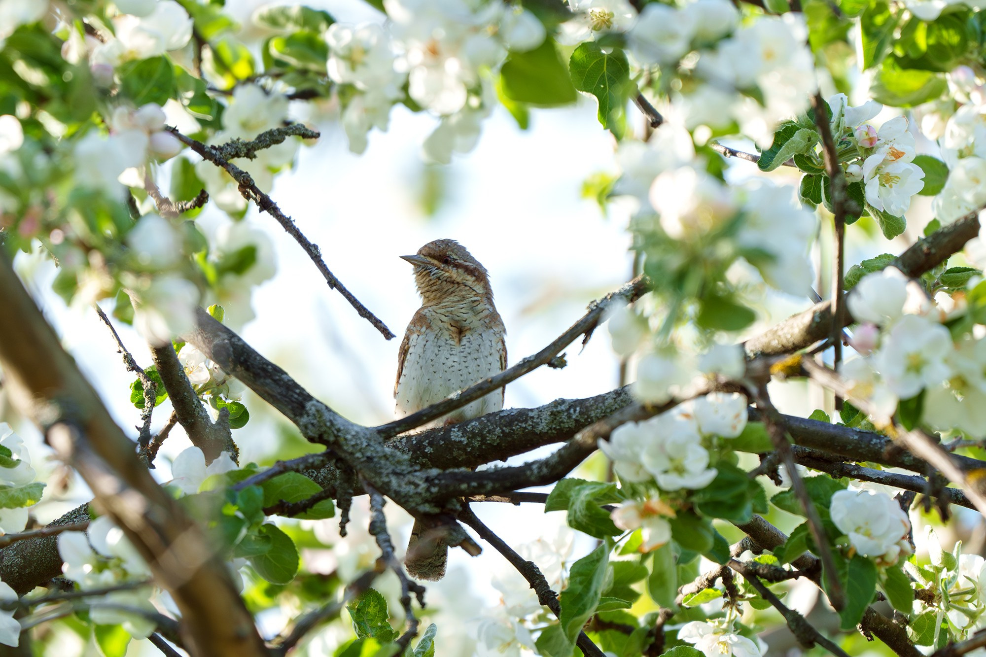 Удивительные мир птиц. Вокруг нас столько прекрасного — присмотритесь!. Ваш личный фотограф Марина Волкова