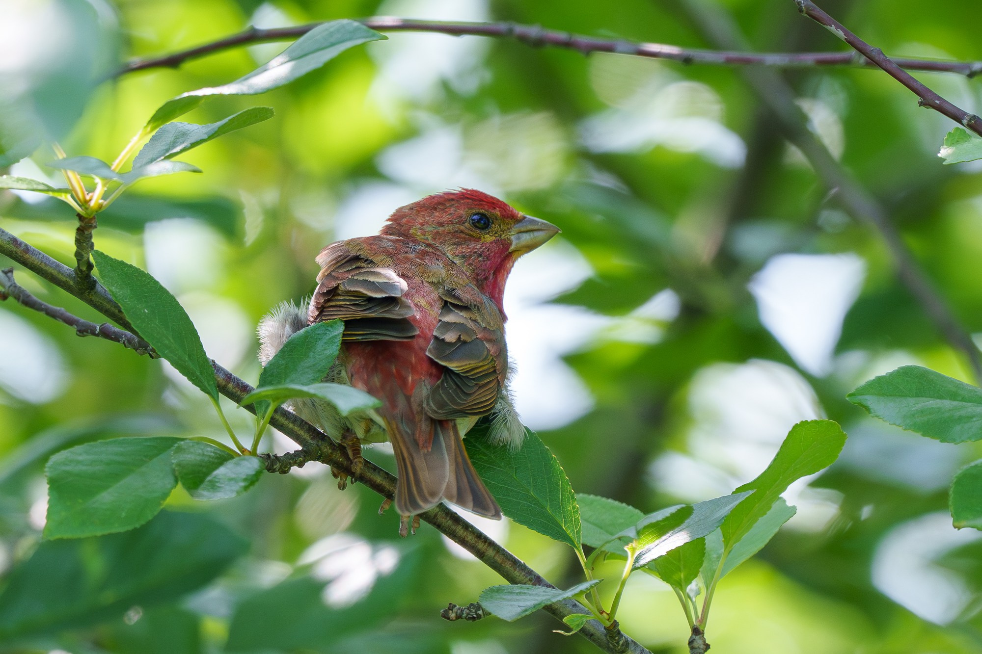 Удивительные мир птиц. Вокруг нас столько прекрасного — присмотритесь!. Ваш личный фотограф Марина Волкова