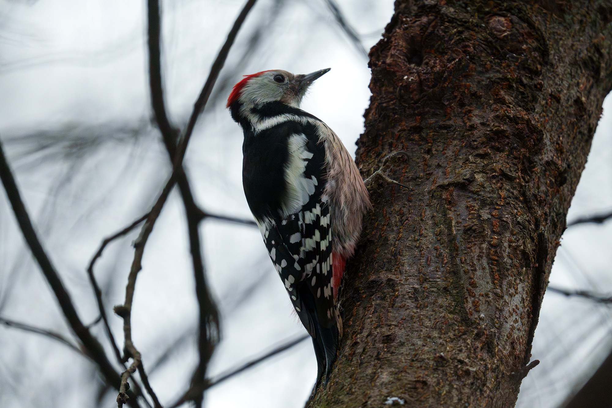 Удивительные мир птиц. Вокруг нас столько прекрасного — присмотритесь!. Ваш личный фотограф Марина Волкова