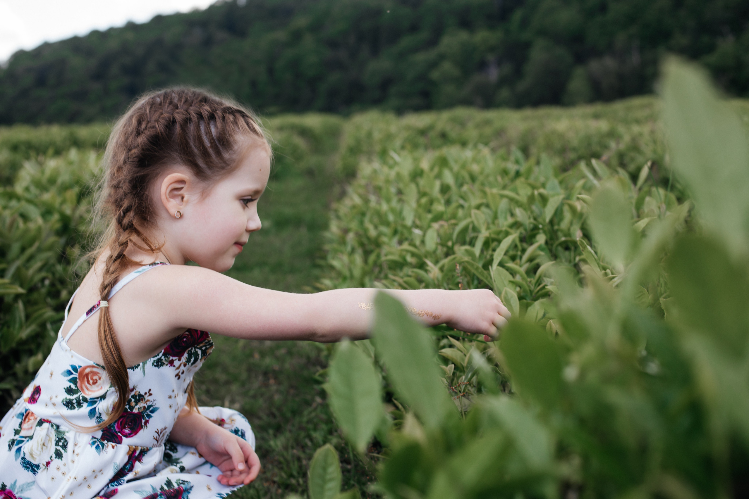 Tea plantation. Efimova Model Agency
