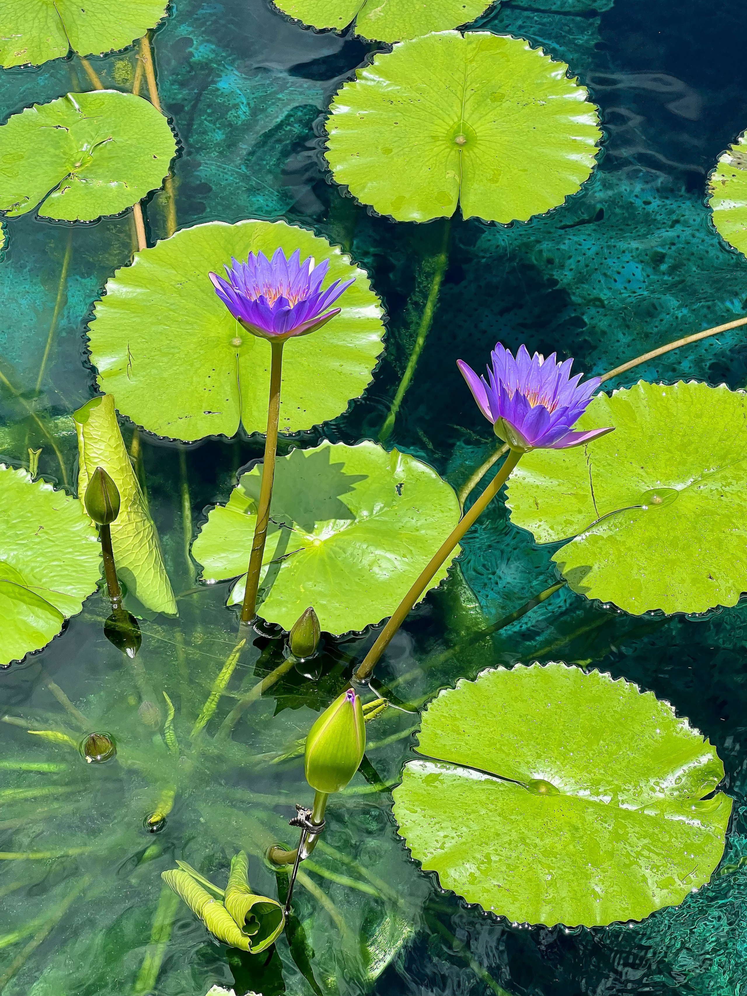 Снято на телефон. Фотография, ретушь, сканирование, восстановление старых фото, интерьерная съёмка, студия. Данилов Александр, Москва