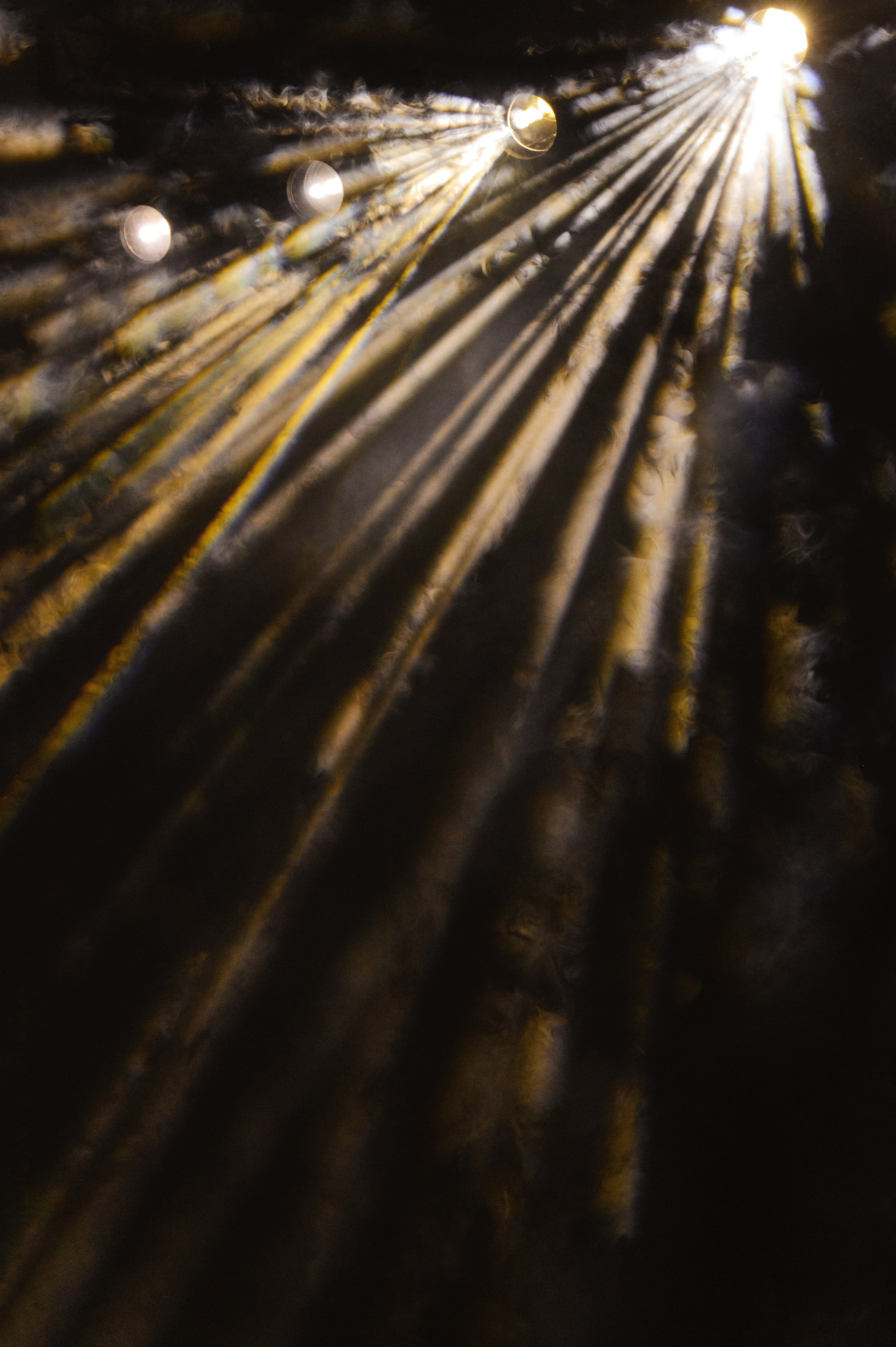 Никита и Ника. Свадебный фотограф и видеограф