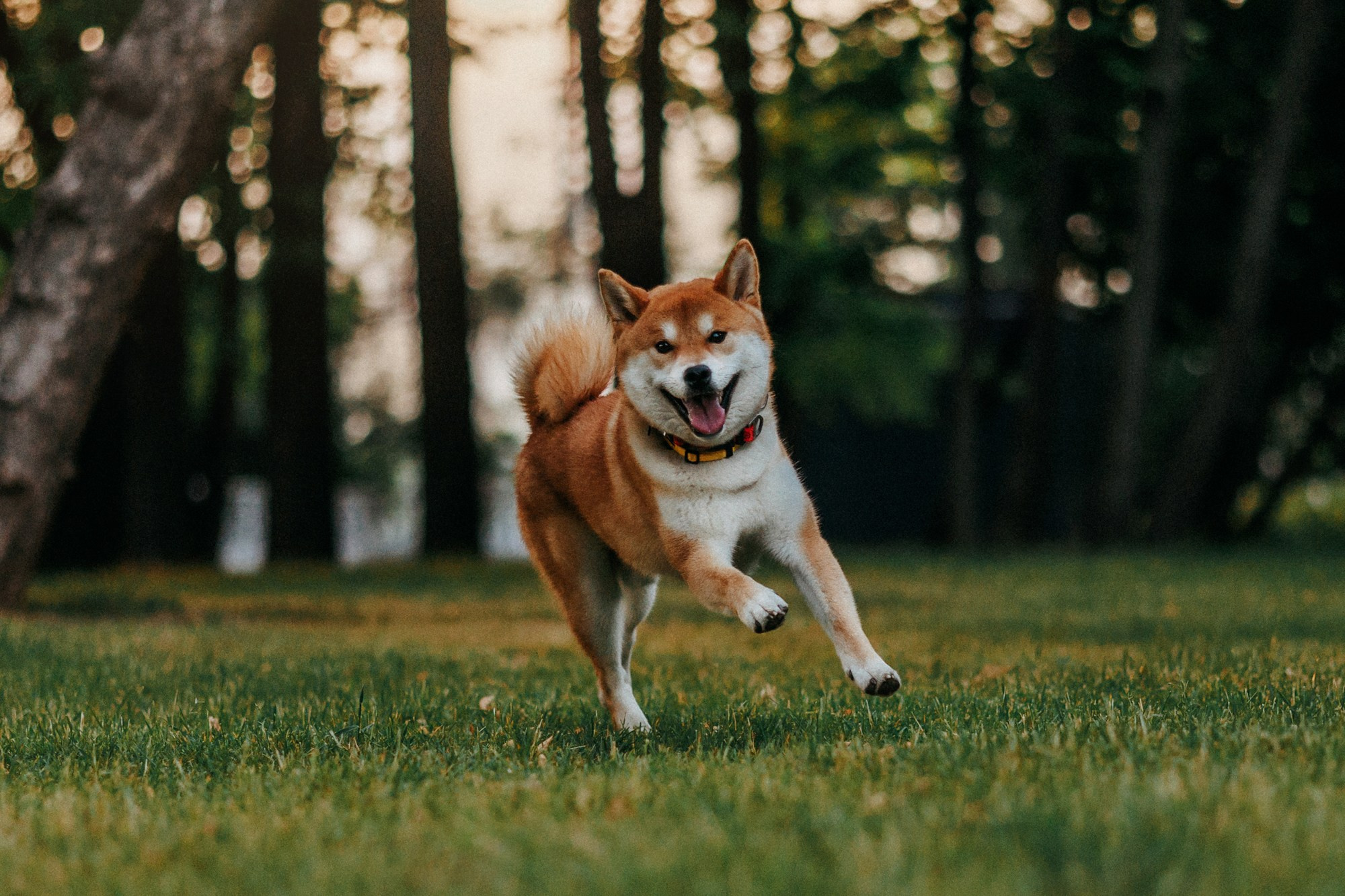 Аня, Влад и Ики. Фотограф-анималист Елена Радченко, Москва