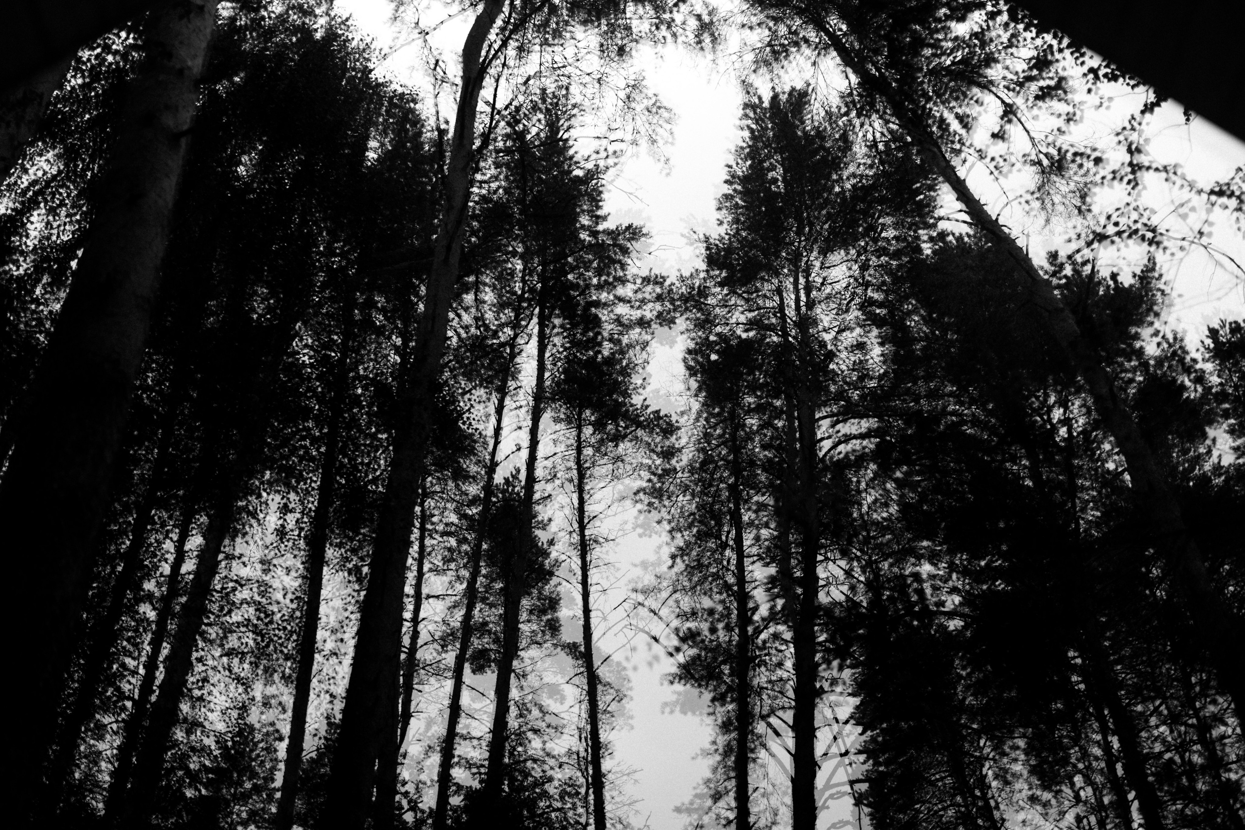 Ромашковые ромашки. Свадебный и семейный фотограф в Твери, Москве, Санкт-Петербурге