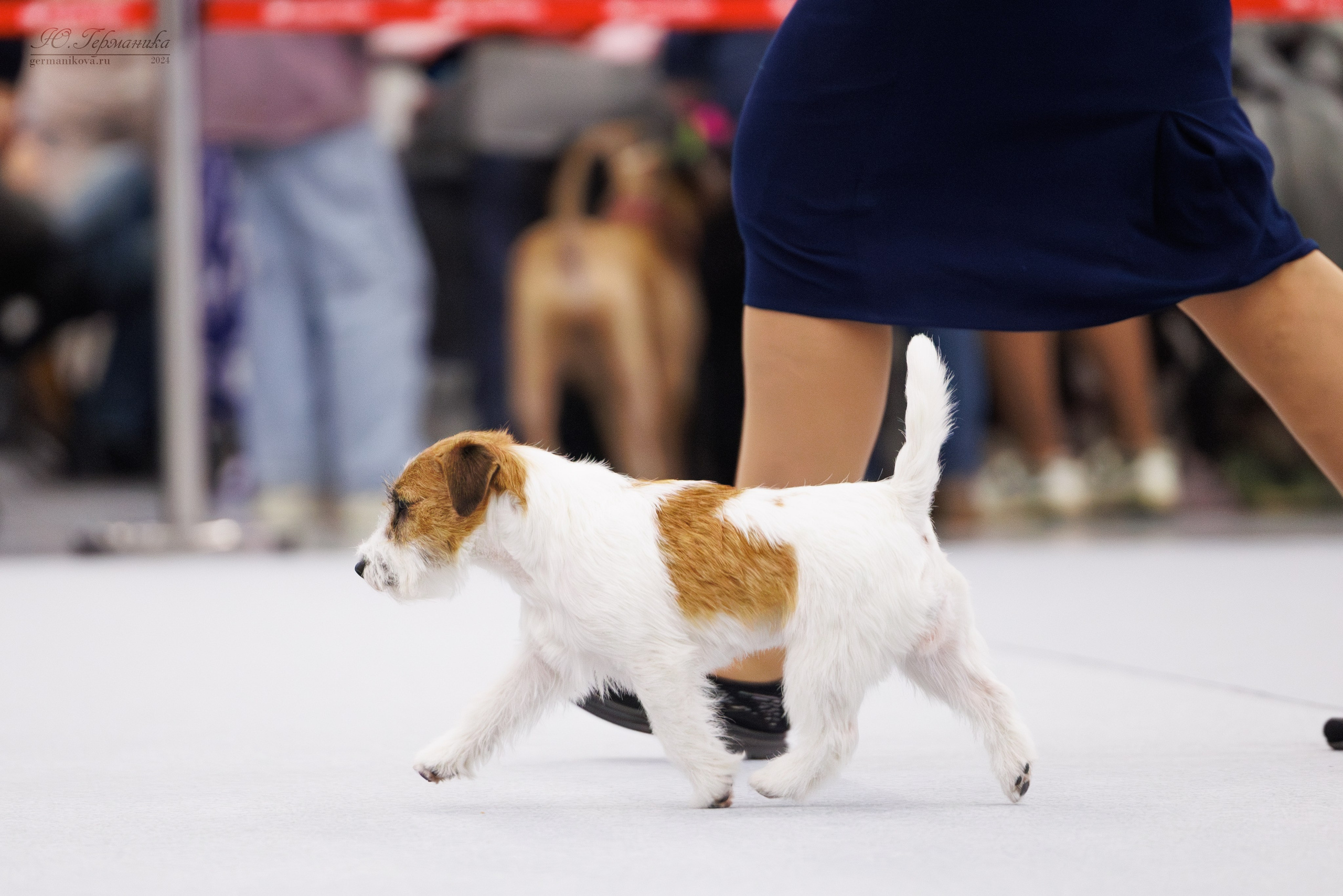 Казань Зилант 30-01.12 2024. Фотограф-анималист Юлия Германика