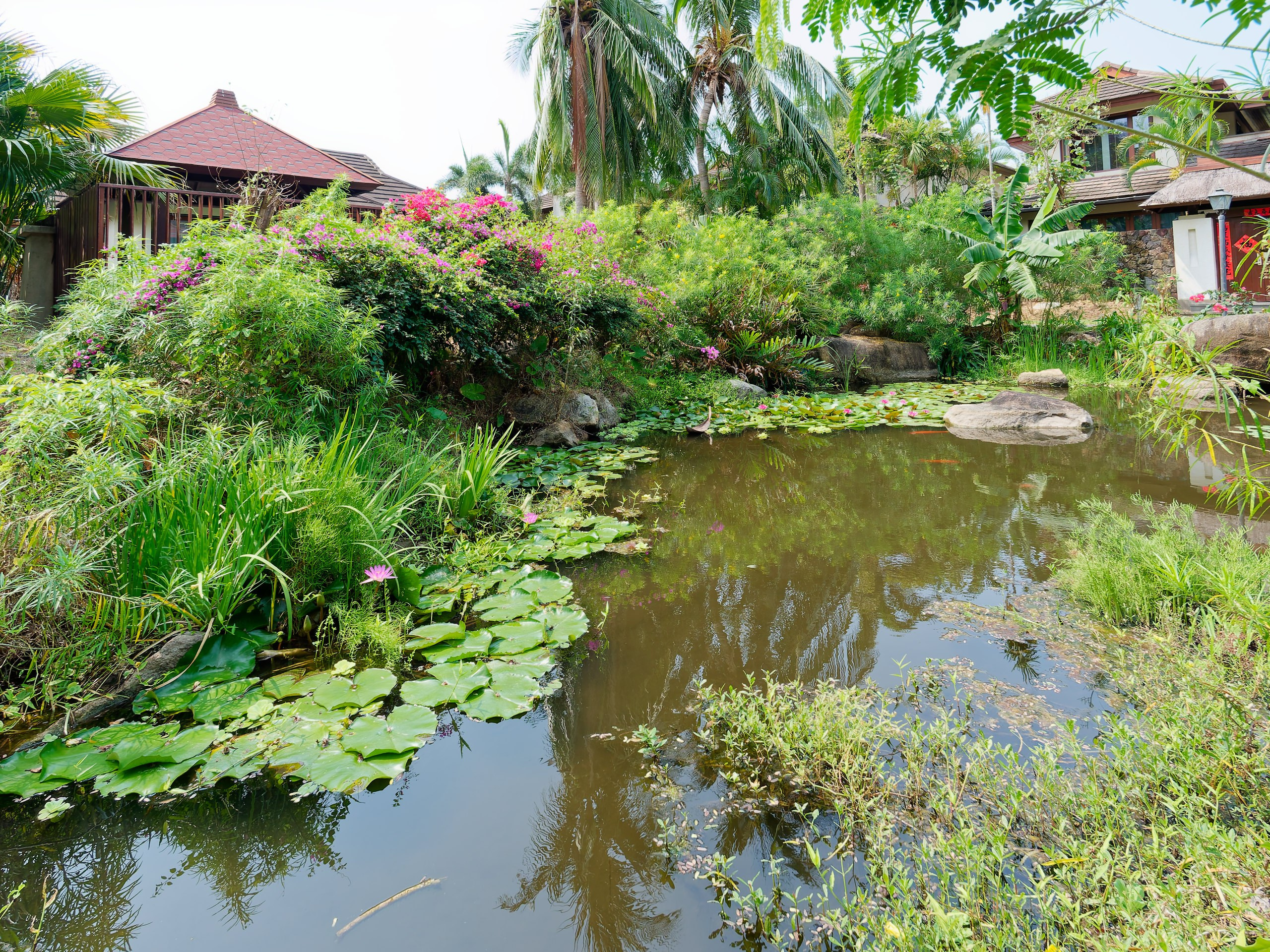 Хайнань 2026, флора, цветы и деревья. Фотопрогулки по Миру