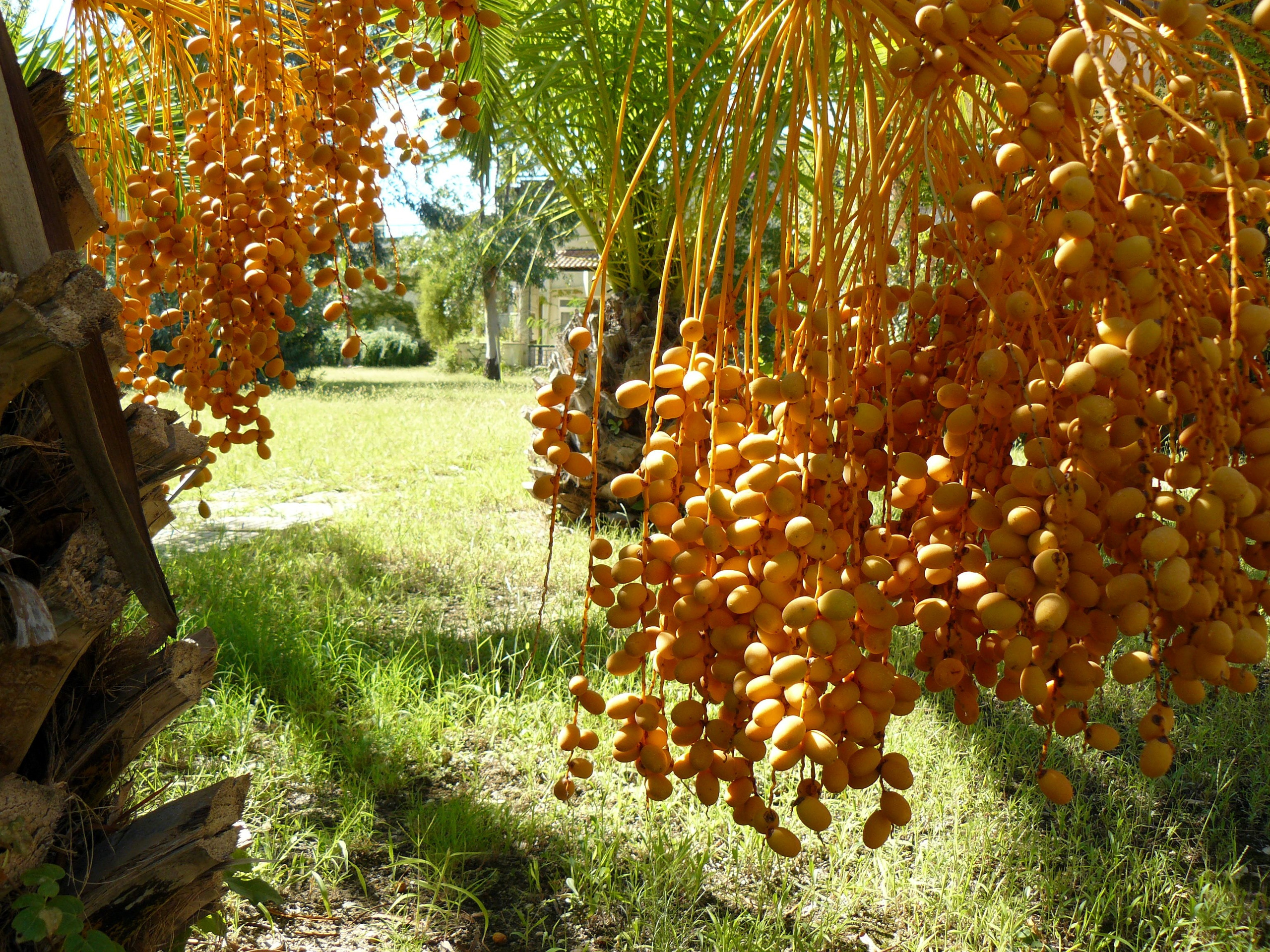 Кемер, Чамьюва 2008. Избранные фотографии