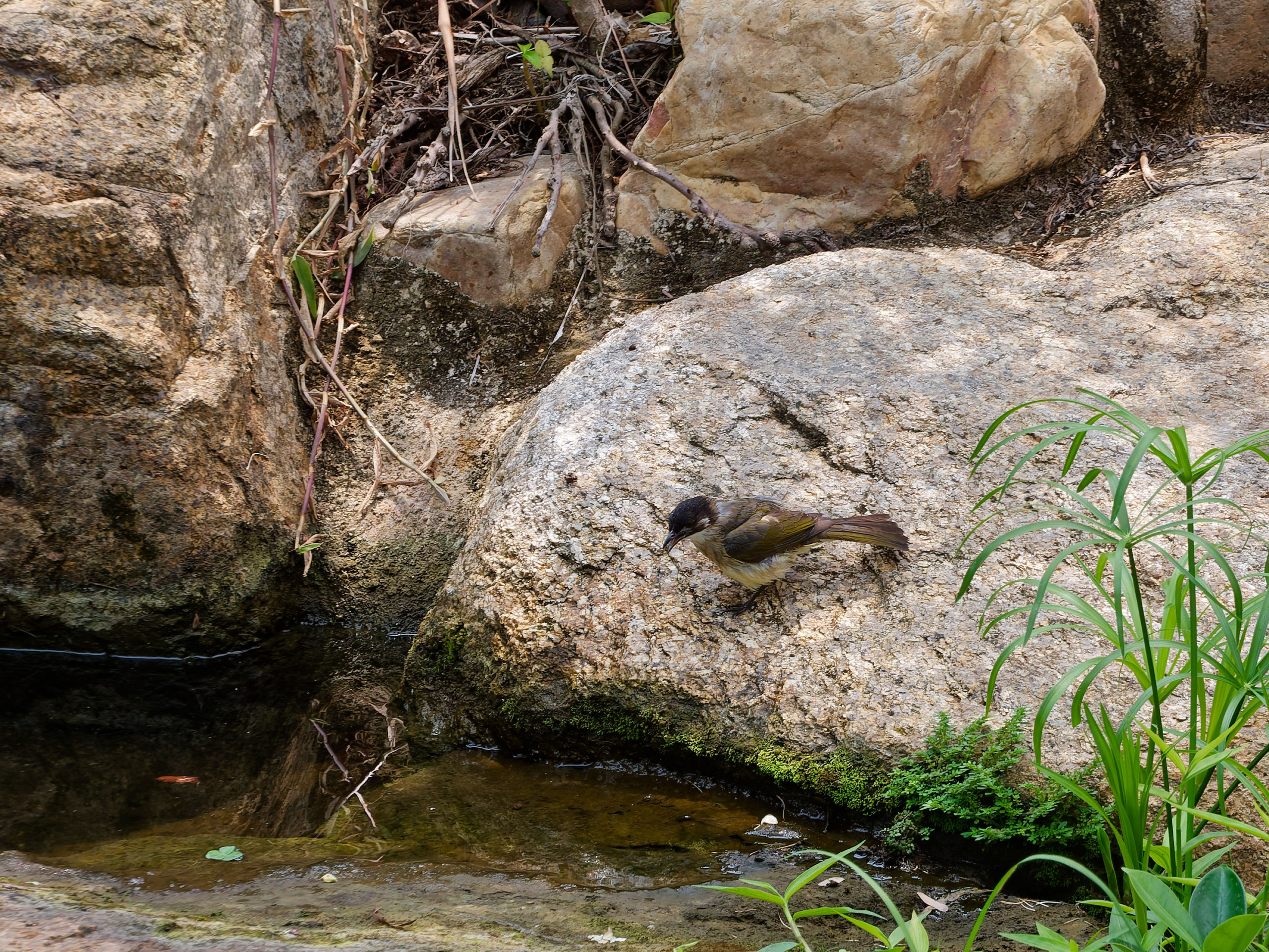 Хайнань 2026, птицы острова. Фотопрогулки по Миру