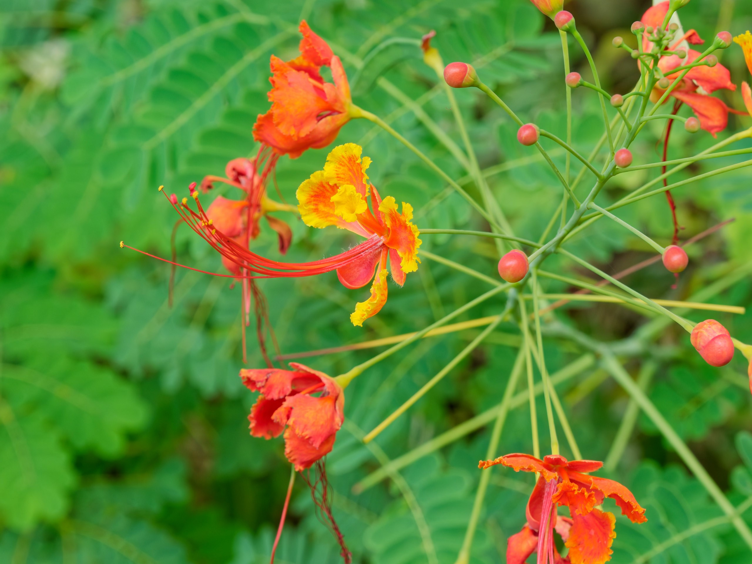 Хайнань 2026, флора, цветы и деревья. Фотопрогулки по Миру