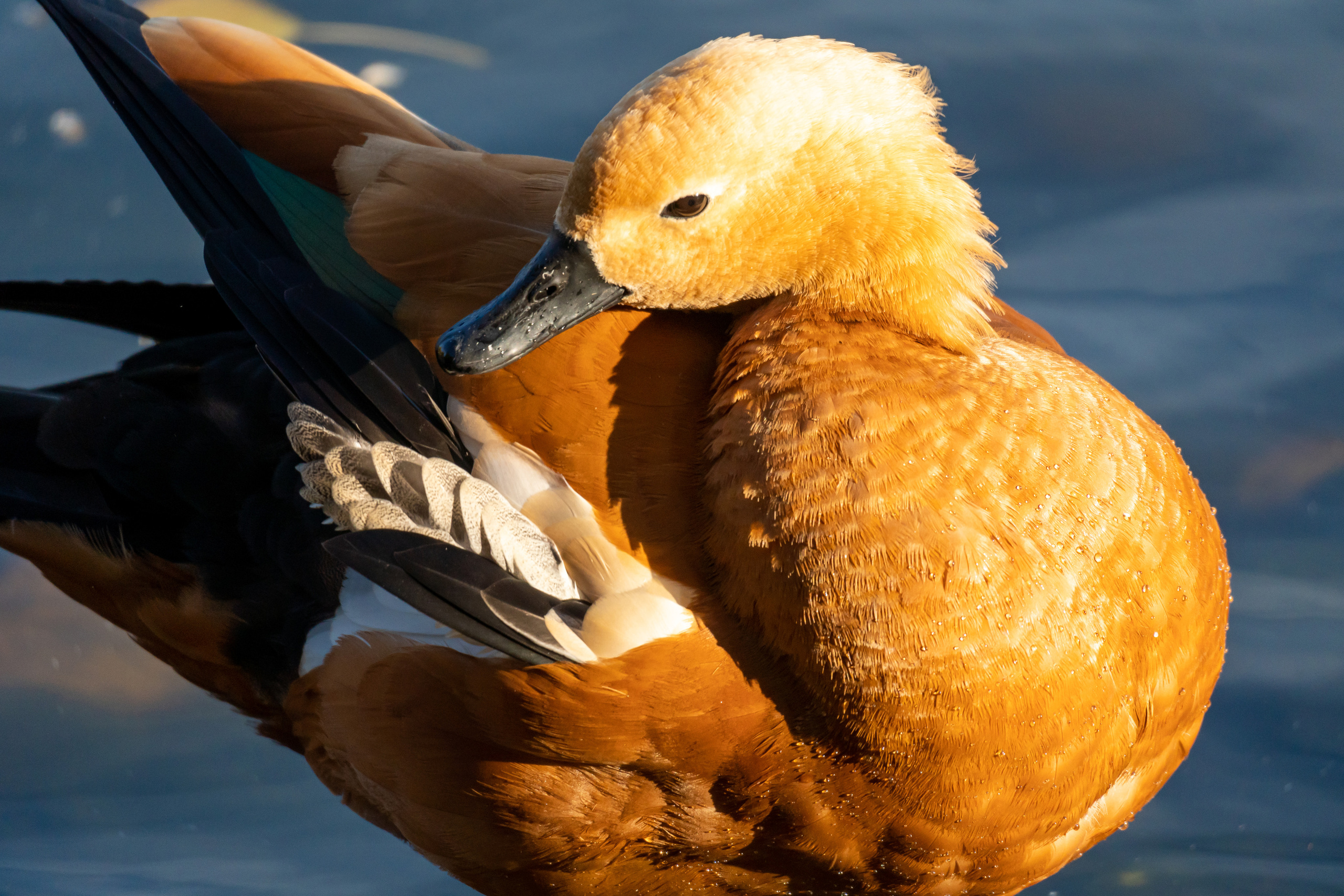 Утка на воде в Московском зоопарке