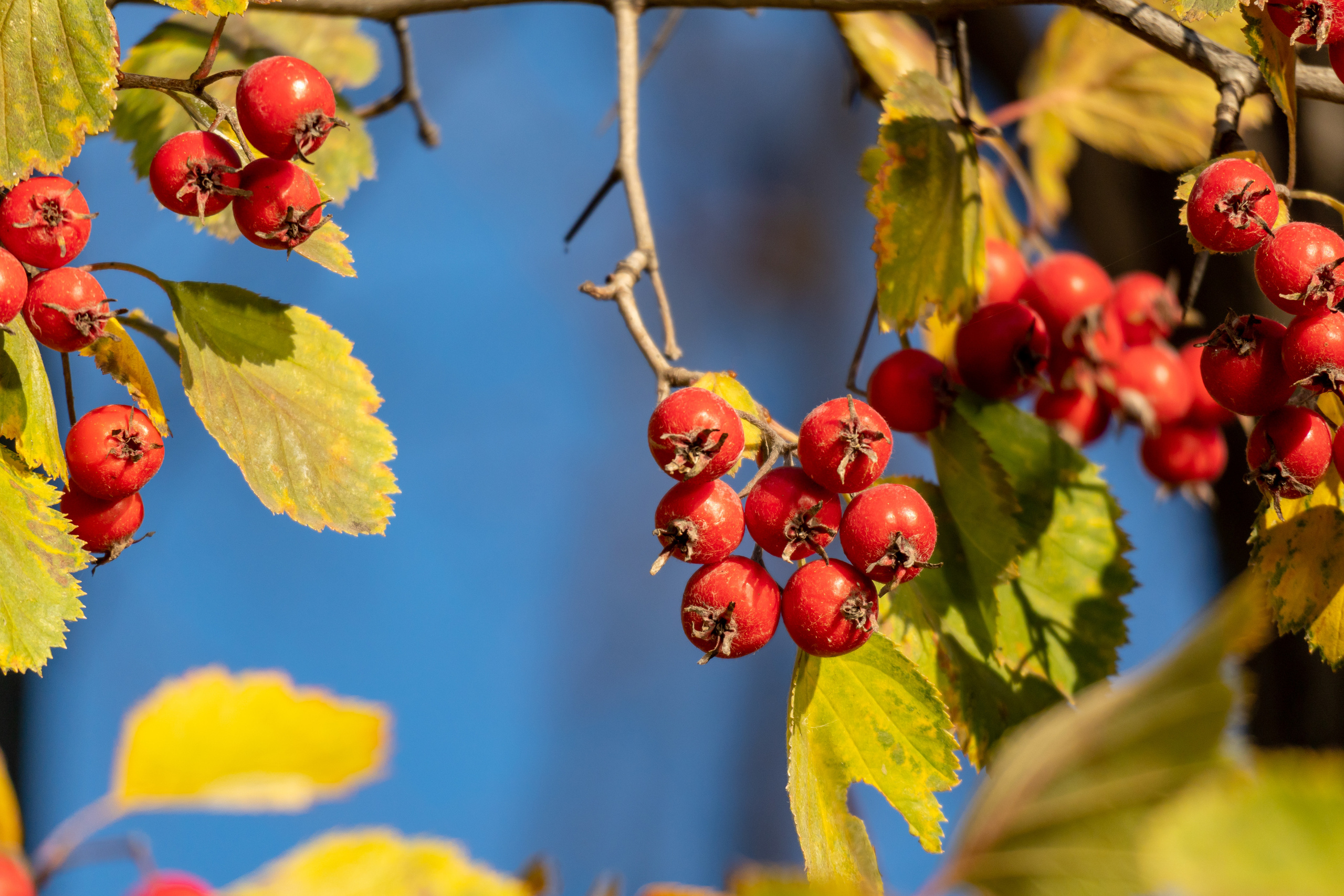 Осенняя природа в Московском зоопарке