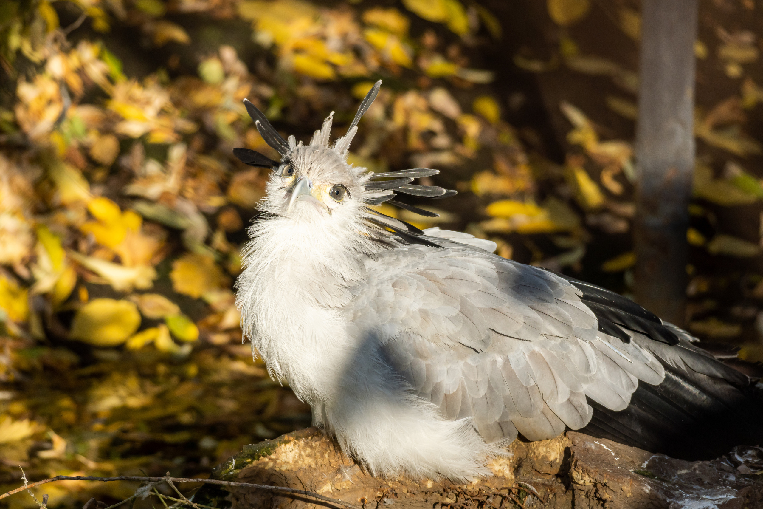 Птица-секретарь в Московском зоопарке