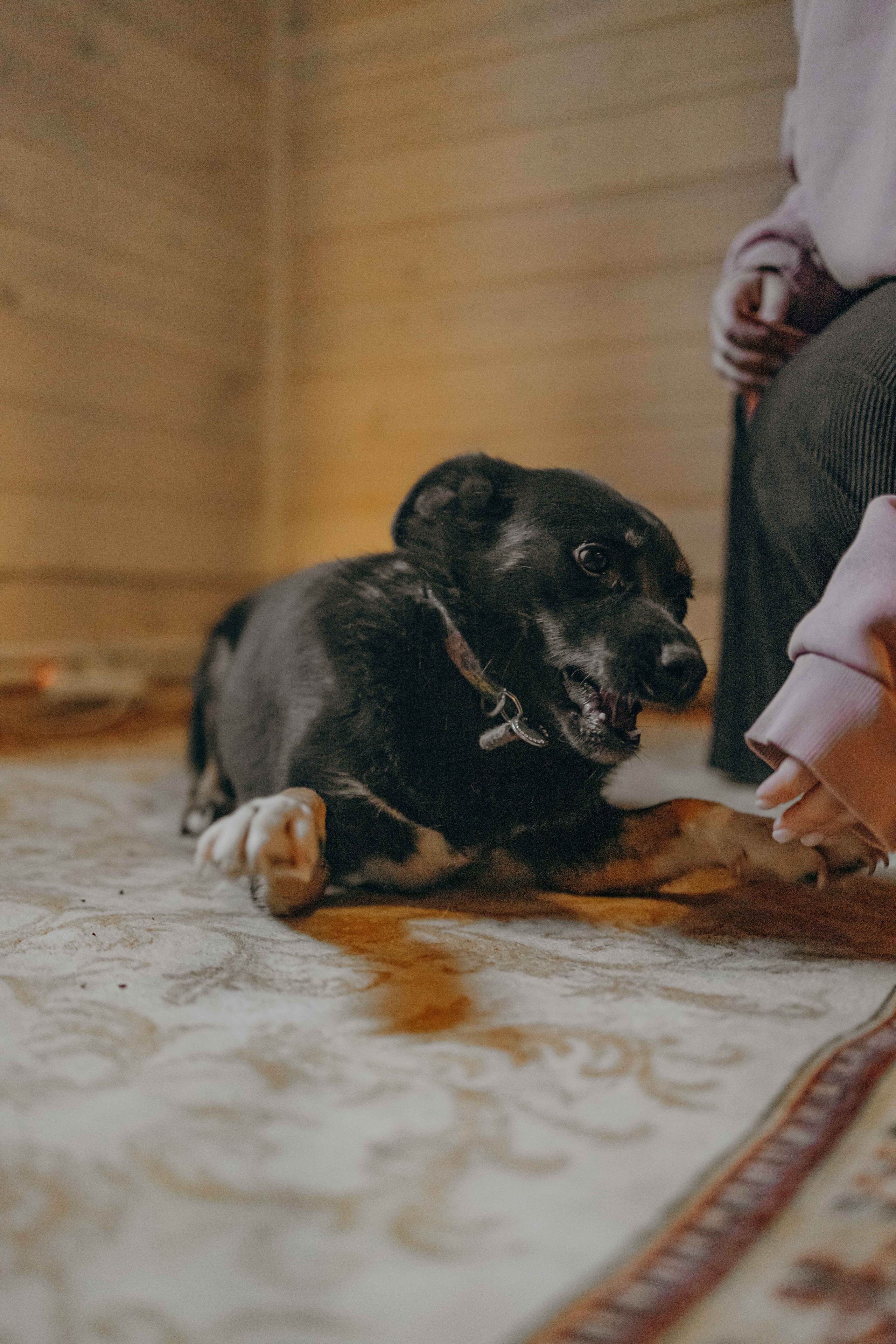 Передержка. Фотограф-анималист в Москве Лера Черноног