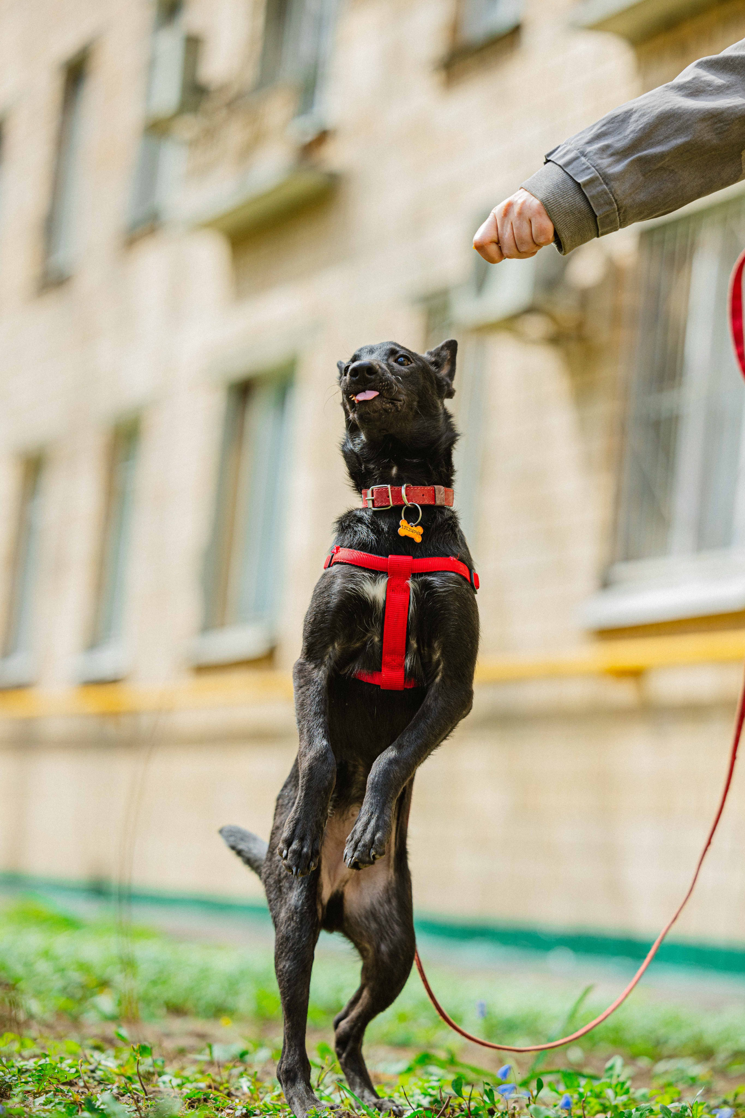 Булька. Фотограф-анималист в Москве Лера Черноног