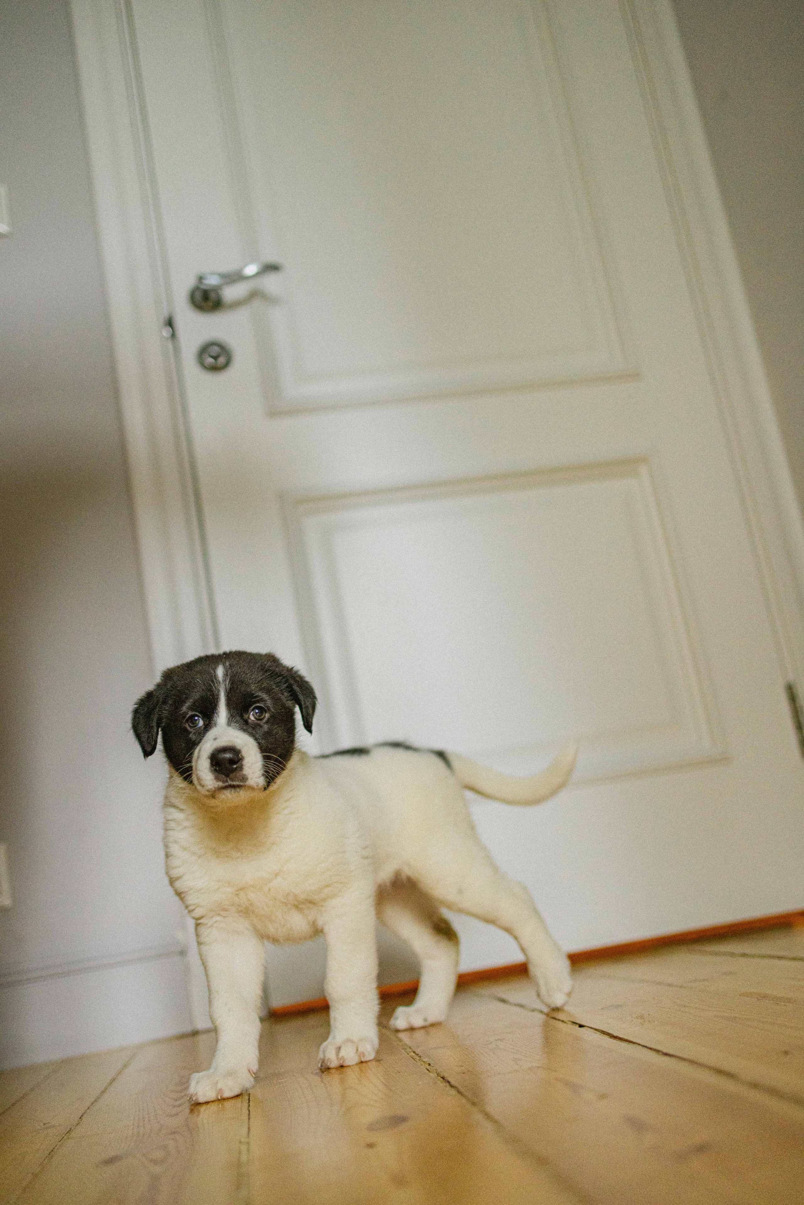 Щеночки. Фотограф-анималист в Москве Лера Черноног