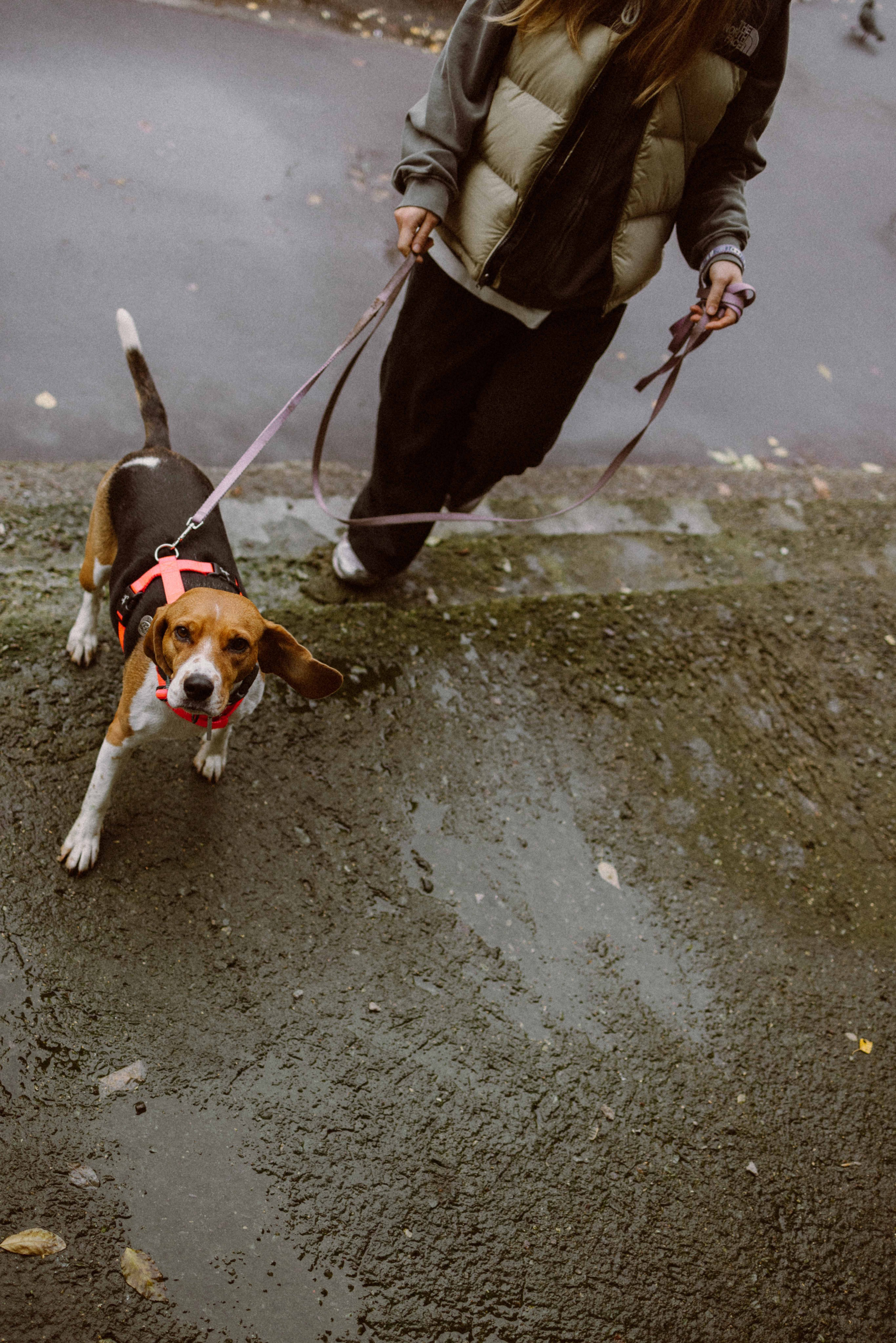 Света и Ива. Фотограф-анималист в Москве Лера Черноног