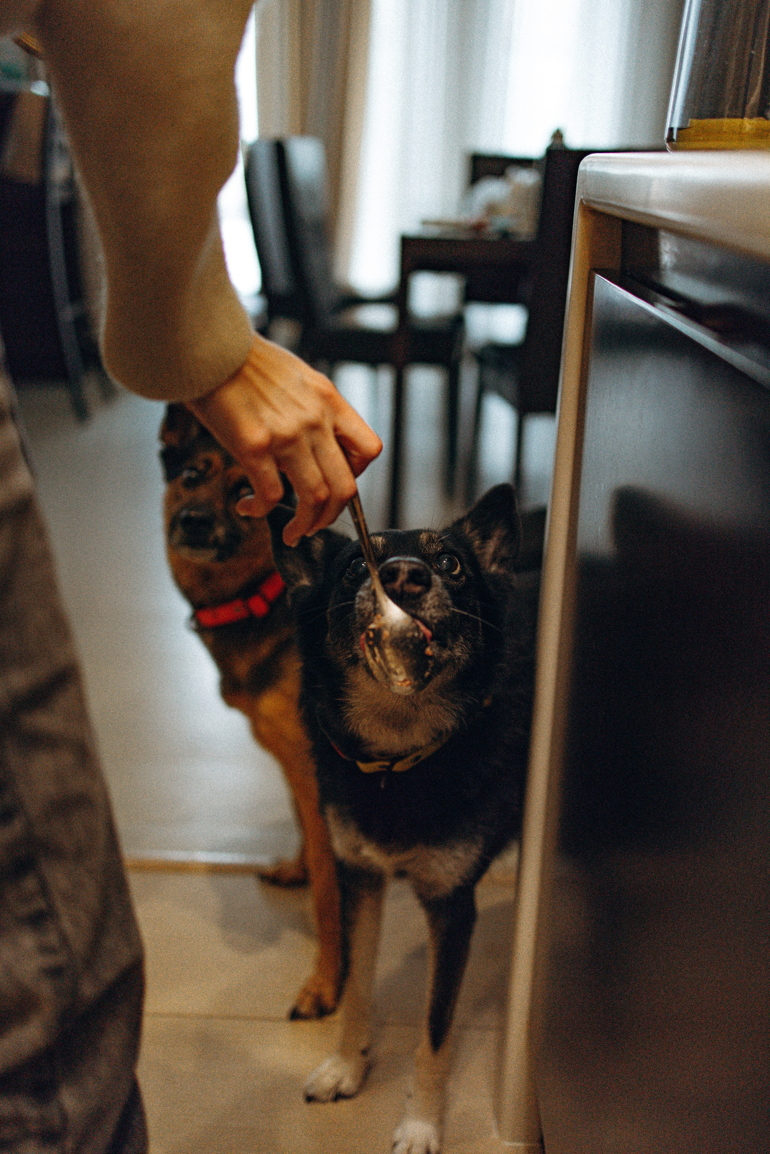 Ника, Матиша и Герда. Фотограф-анималист в Москве Лера Черноног
