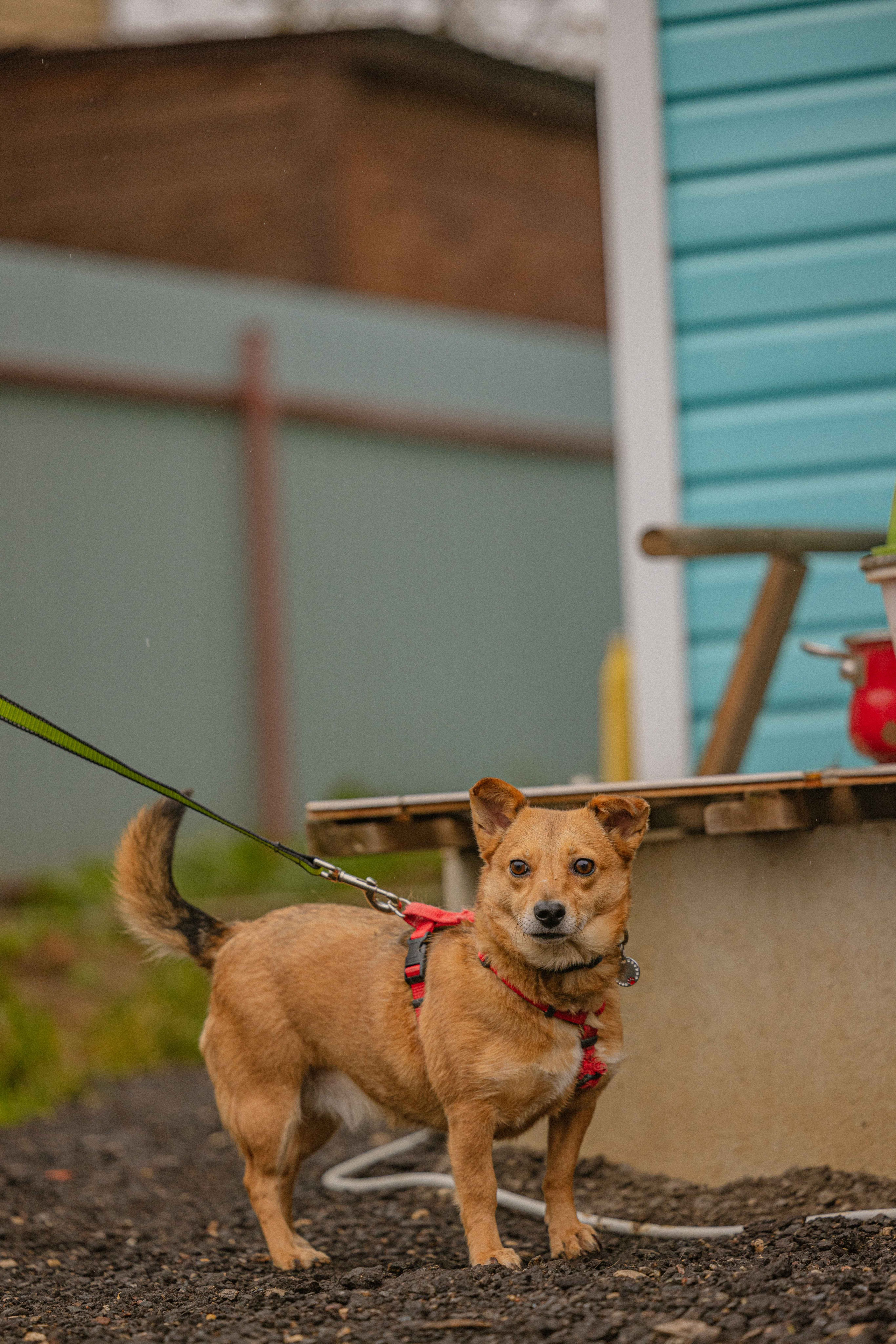 Передержка. Фотограф-анималист в Москве Лера Черноног