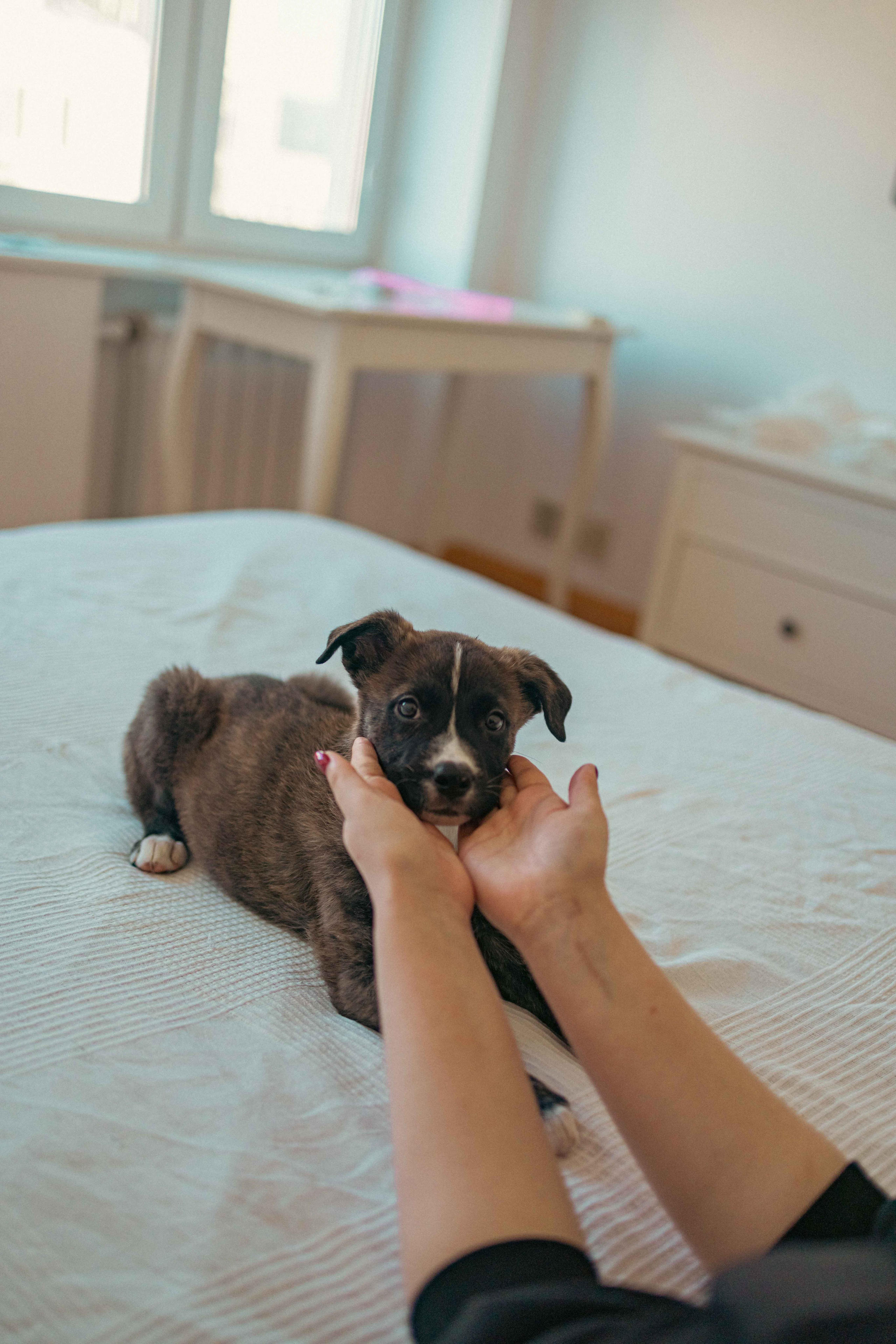 Гайка. Фотограф-анималист в Москве Лера Черноног