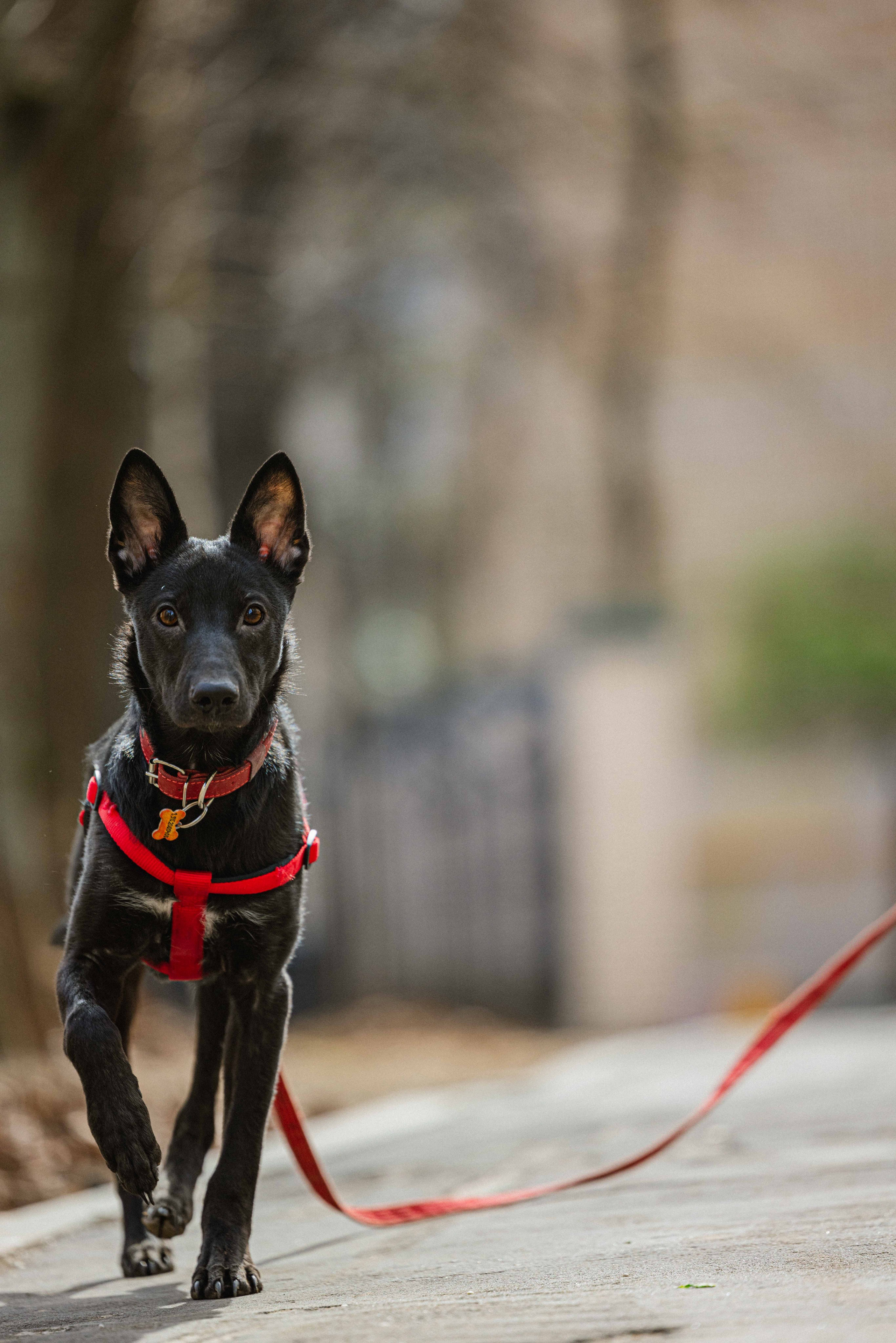 Булька. Фотограф-анималист в Москве Лера Черноног