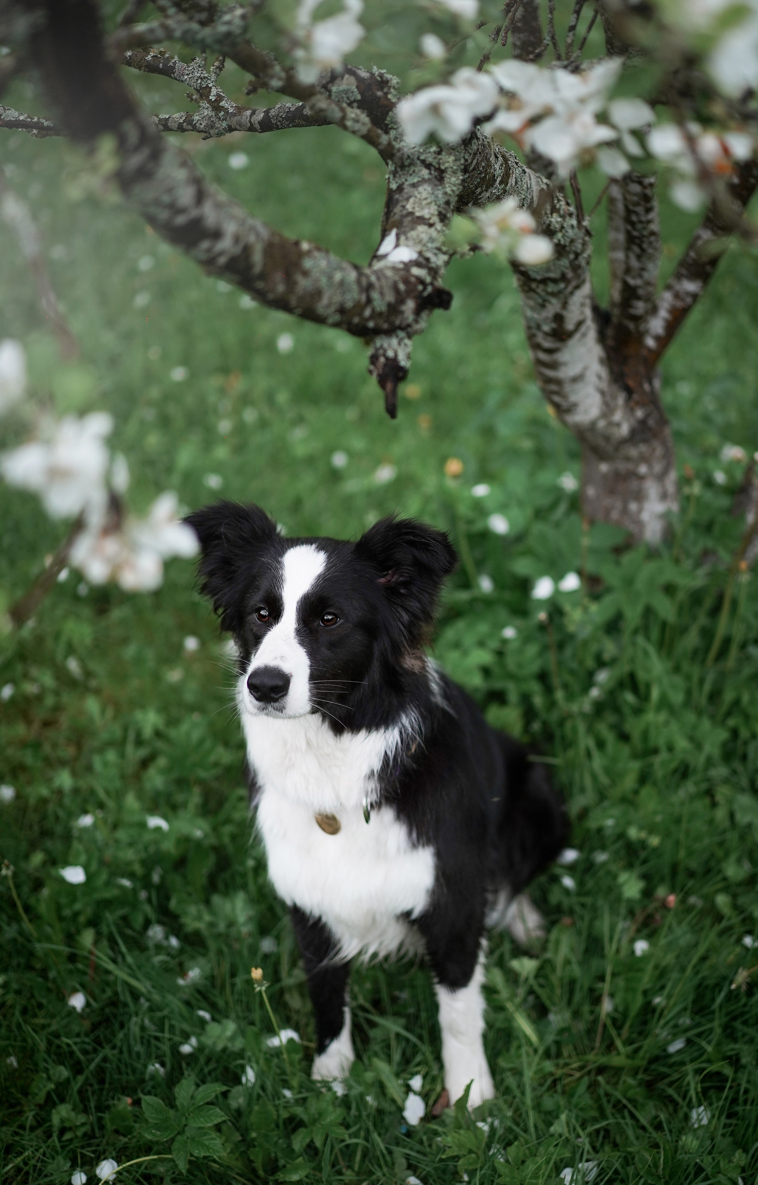 Юля, ее мама и Груша. Фотограф-анималист в Санкт-Петербурге Яна Мартынова