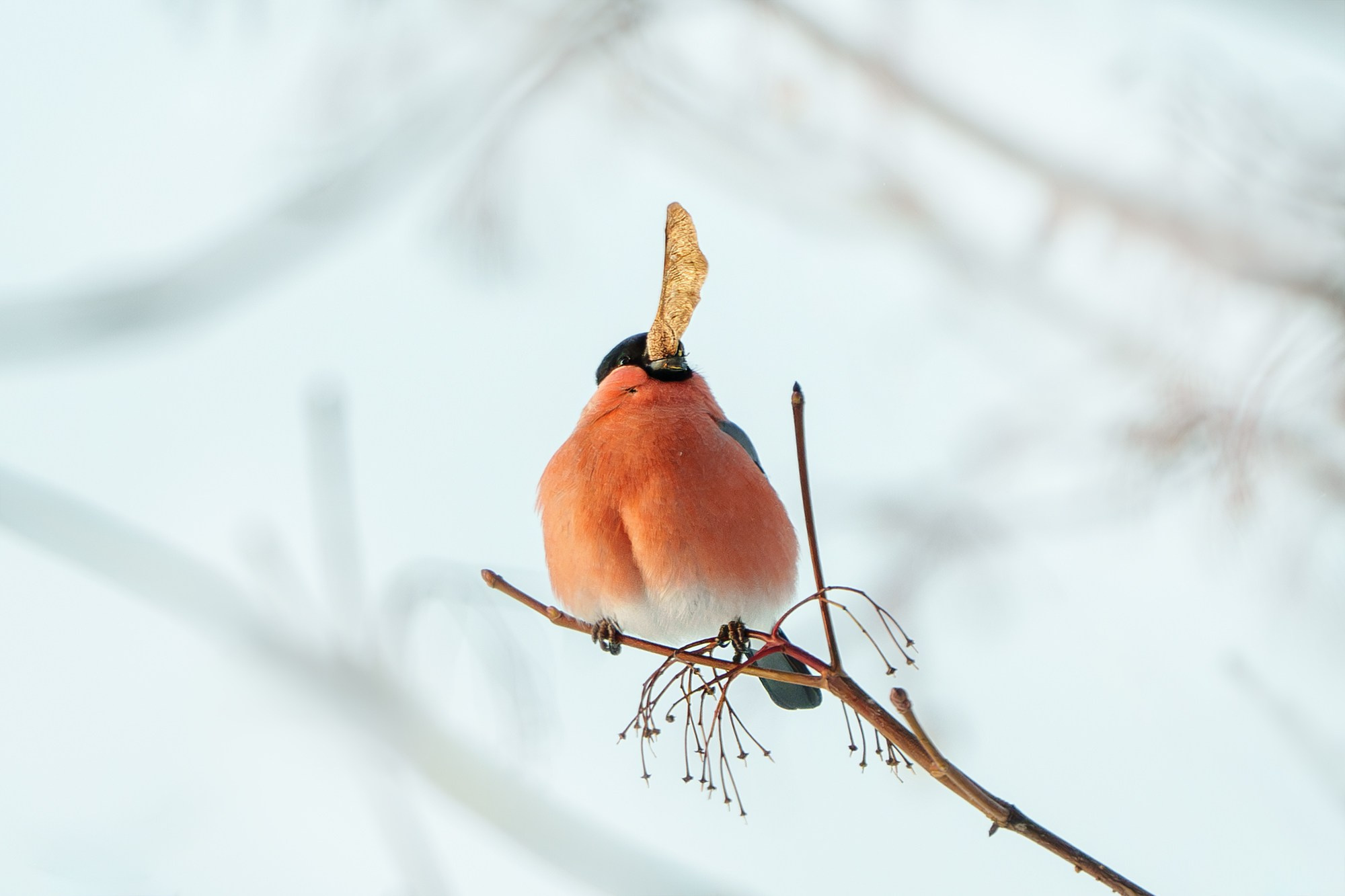 Удивительные мир птиц. Вокруг нас столько прекрасного — присмотритесь!. Ваш личный фотограф Марина Волкова