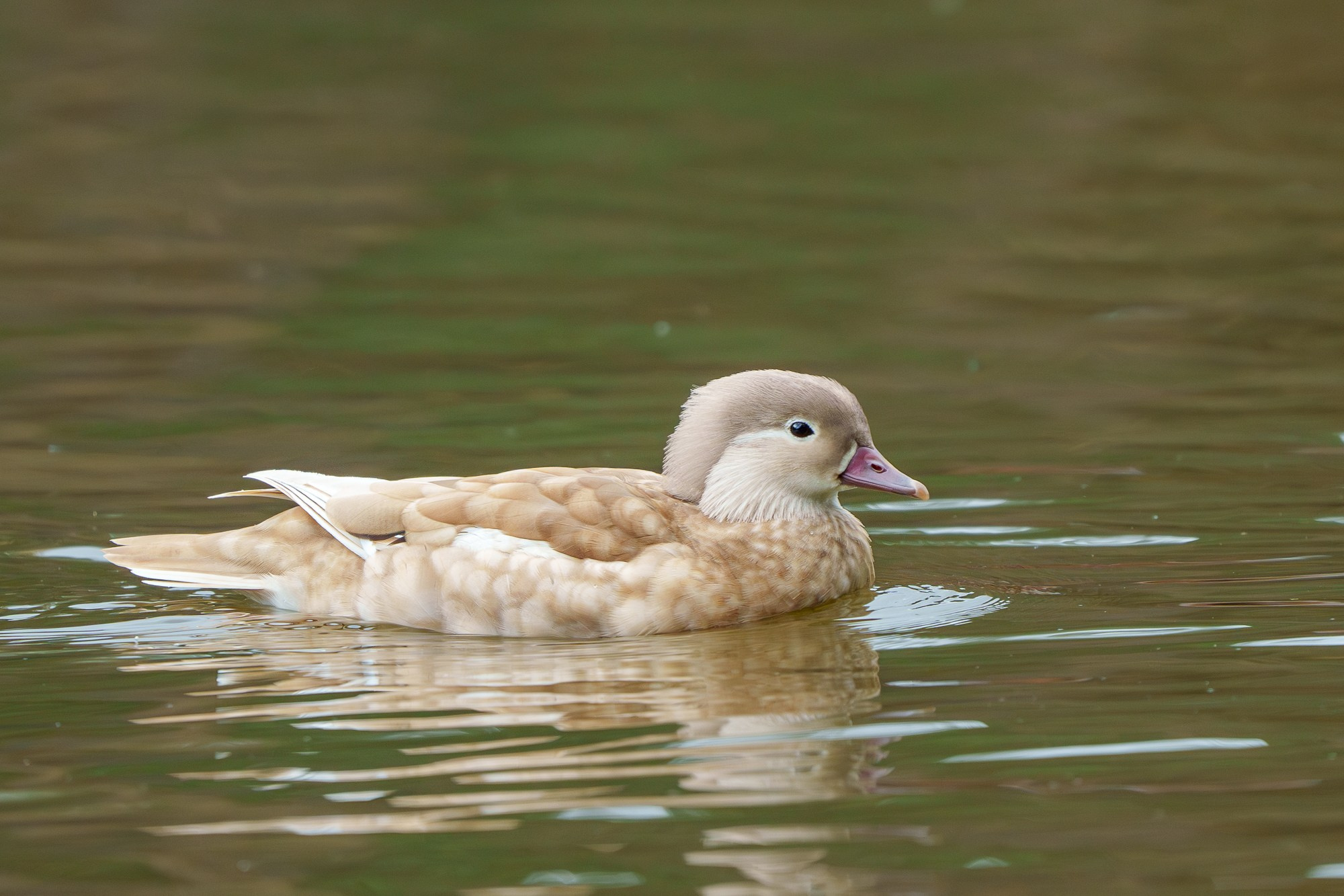 Удивительные мир птиц. Вокруг нас столько прекрасного — присмотритесь!. Ваш личный фотограф Марина Волкова