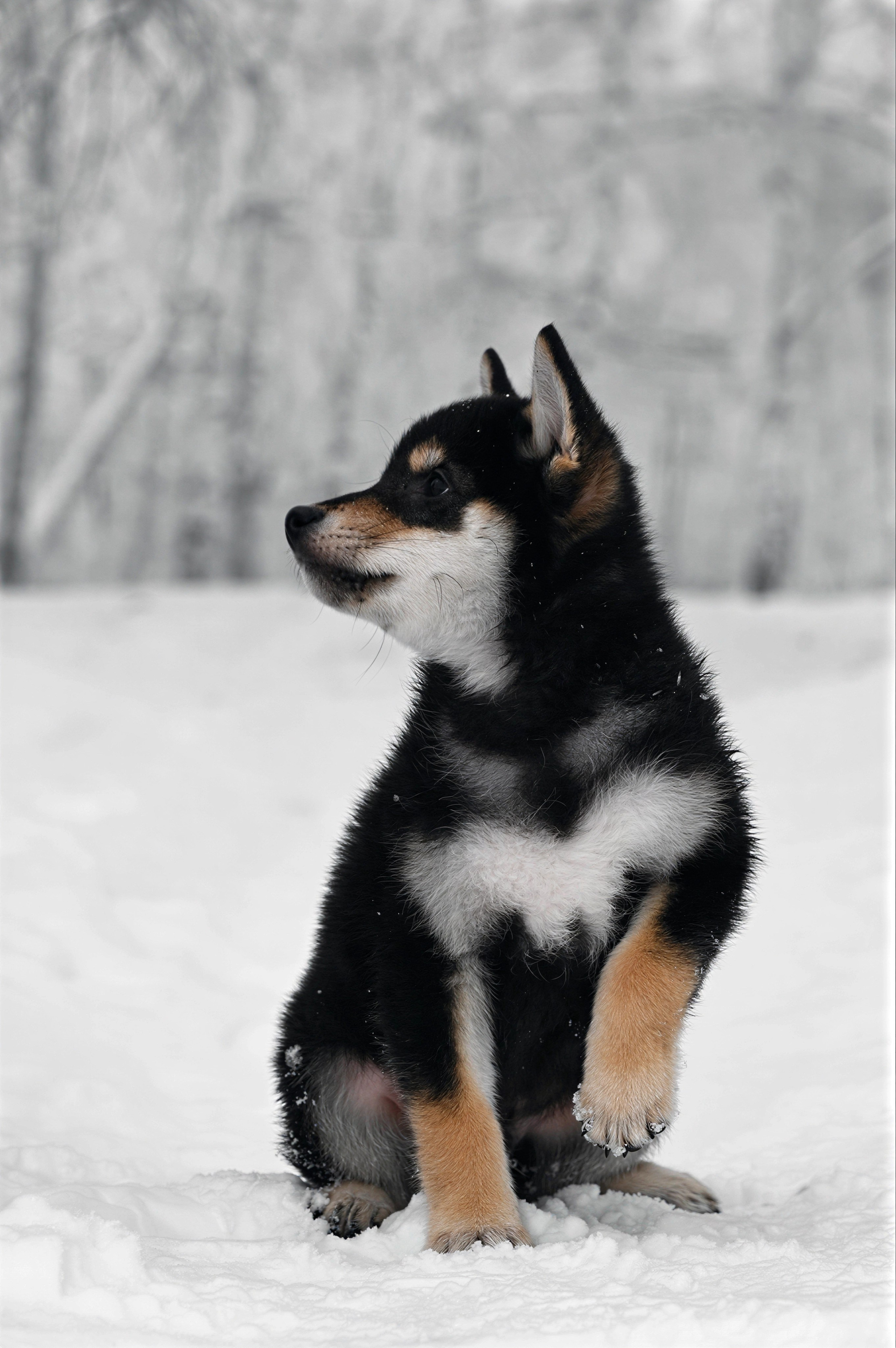 Фотосессия собак, щенков,. Предметная фото и видеосъемка в Саратове| Профессиональный фотограф