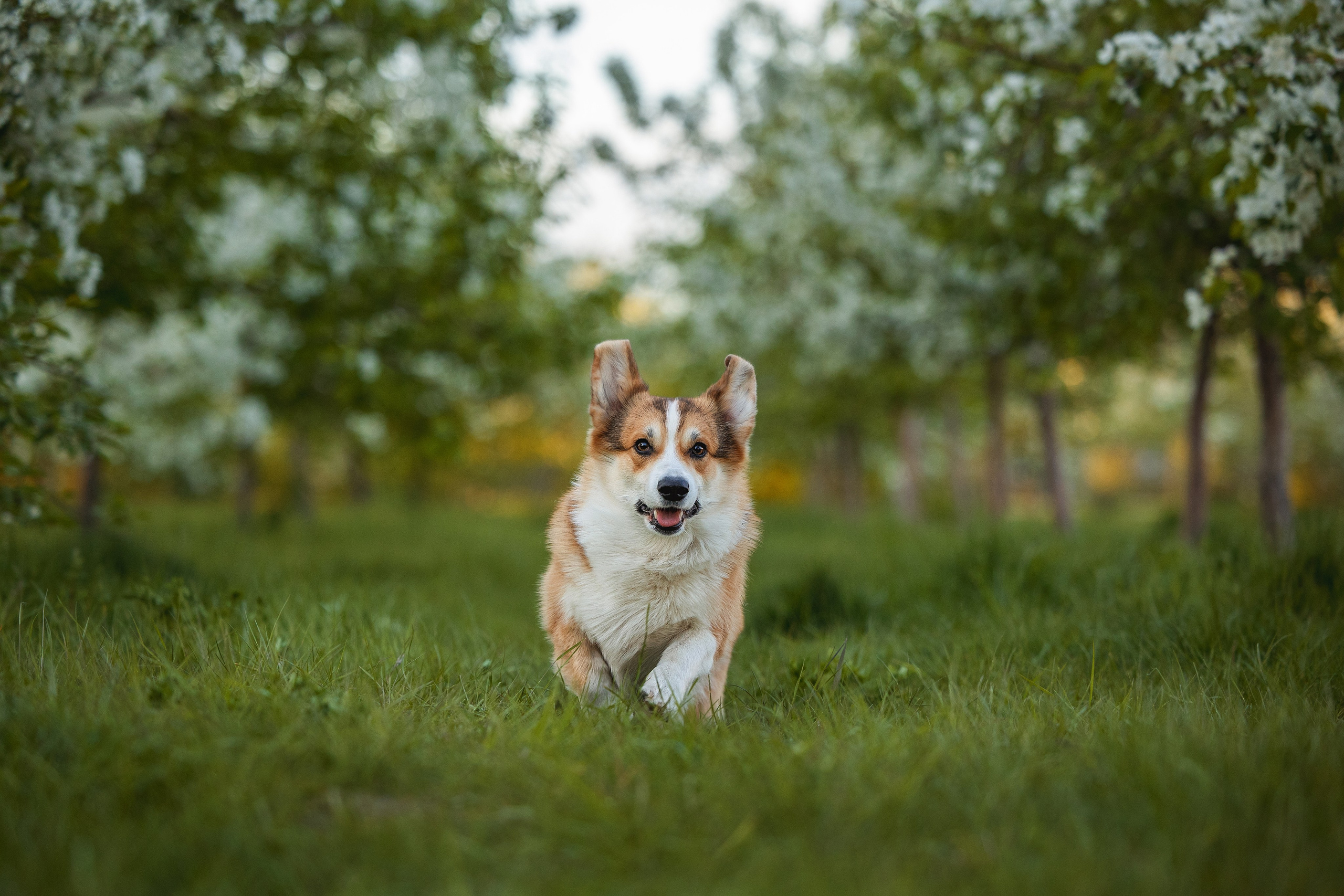 Яблони. YULA KOLESOVA | Фотограф — Анималист | Художник | Тюмень