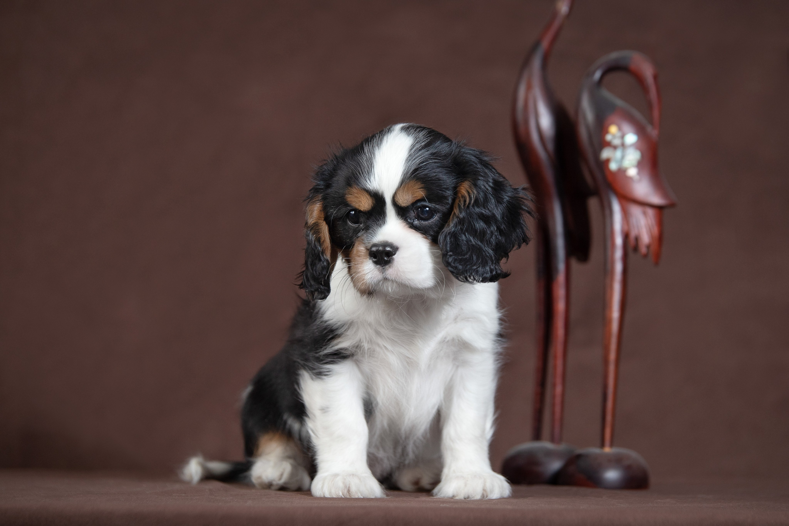 КАВАЛЕР КИНГ ЧАРЛЬЗ СПАНИЕЛЬ. Юлия Микульская. Рыбинск