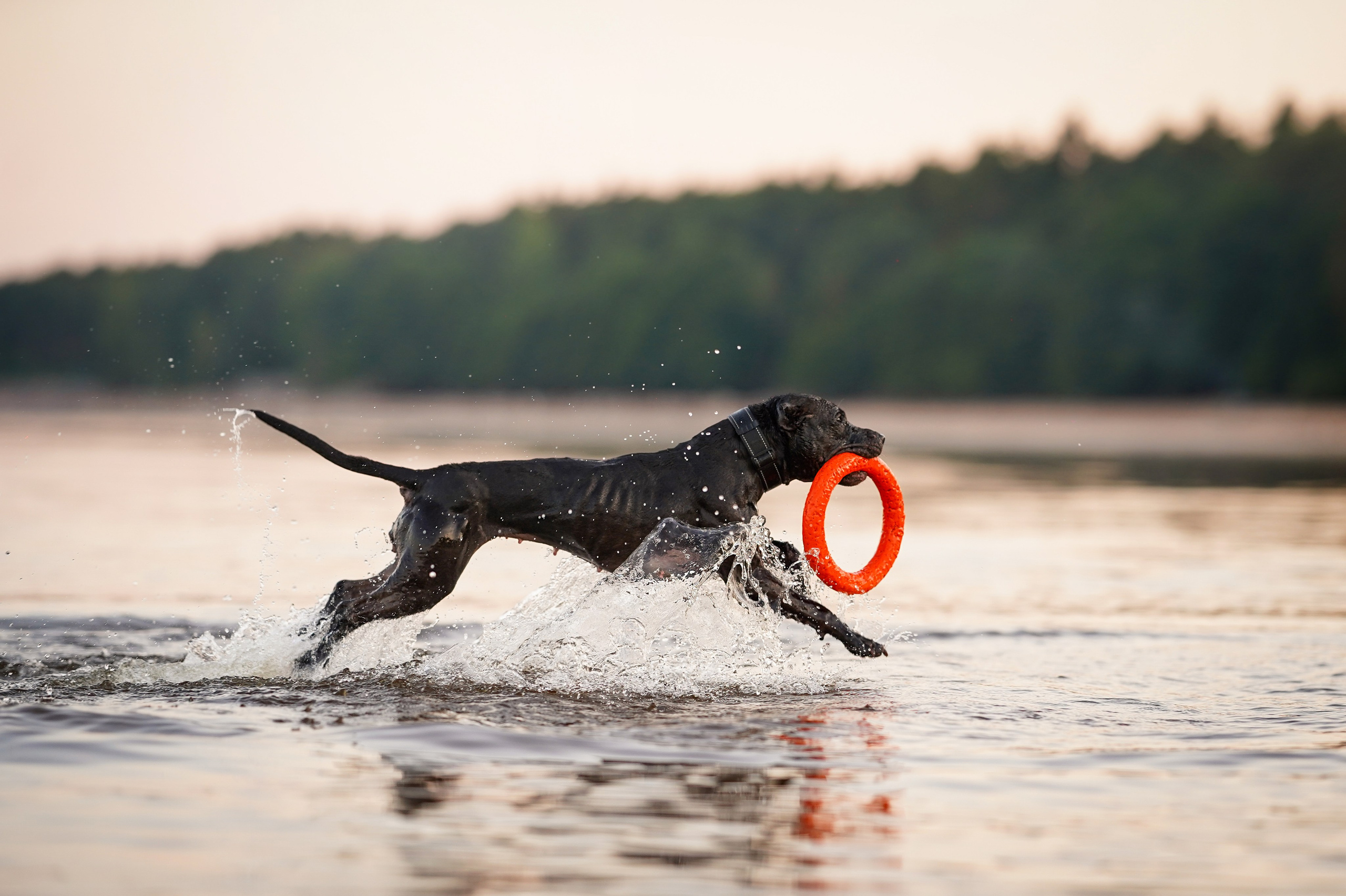 Татьяна Изи и Джем. Фотограф-анималист в Санкт-Петербурге Яна Мартынова