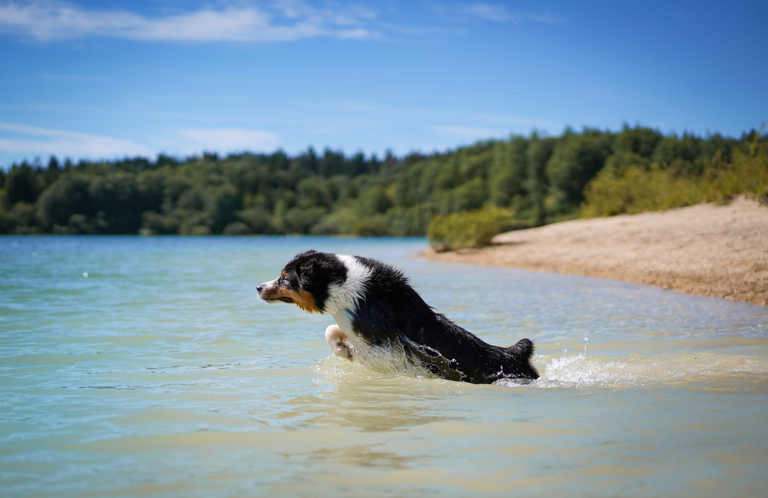 Аусси на карьерах. Фотограф-анималист в Санкт-Петербурге Яна Мартынова