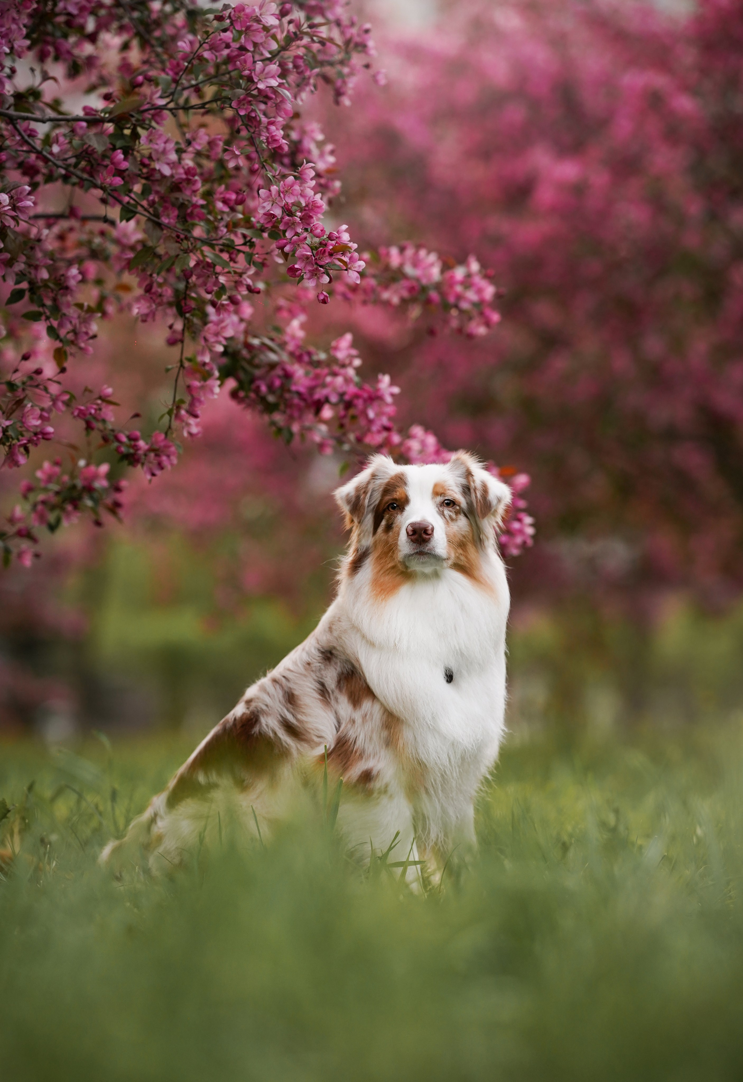 Панда в Яблоневом саду. Фотограф-анималист в Санкт-Петербурге Яна Мартынова