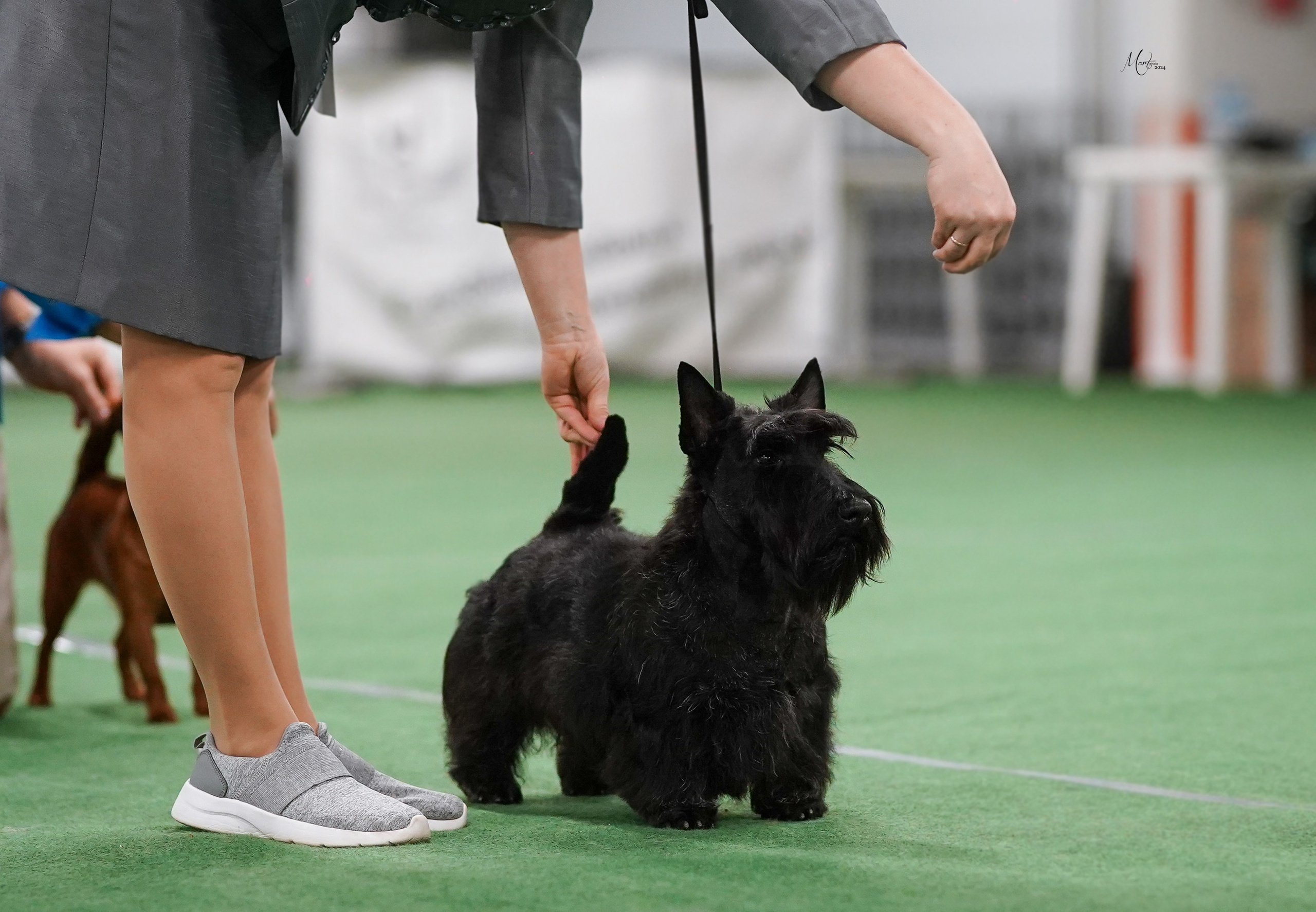 Выставки 2024. Фотограф-анималист в Санкт-Петербурге Яна Мартынова