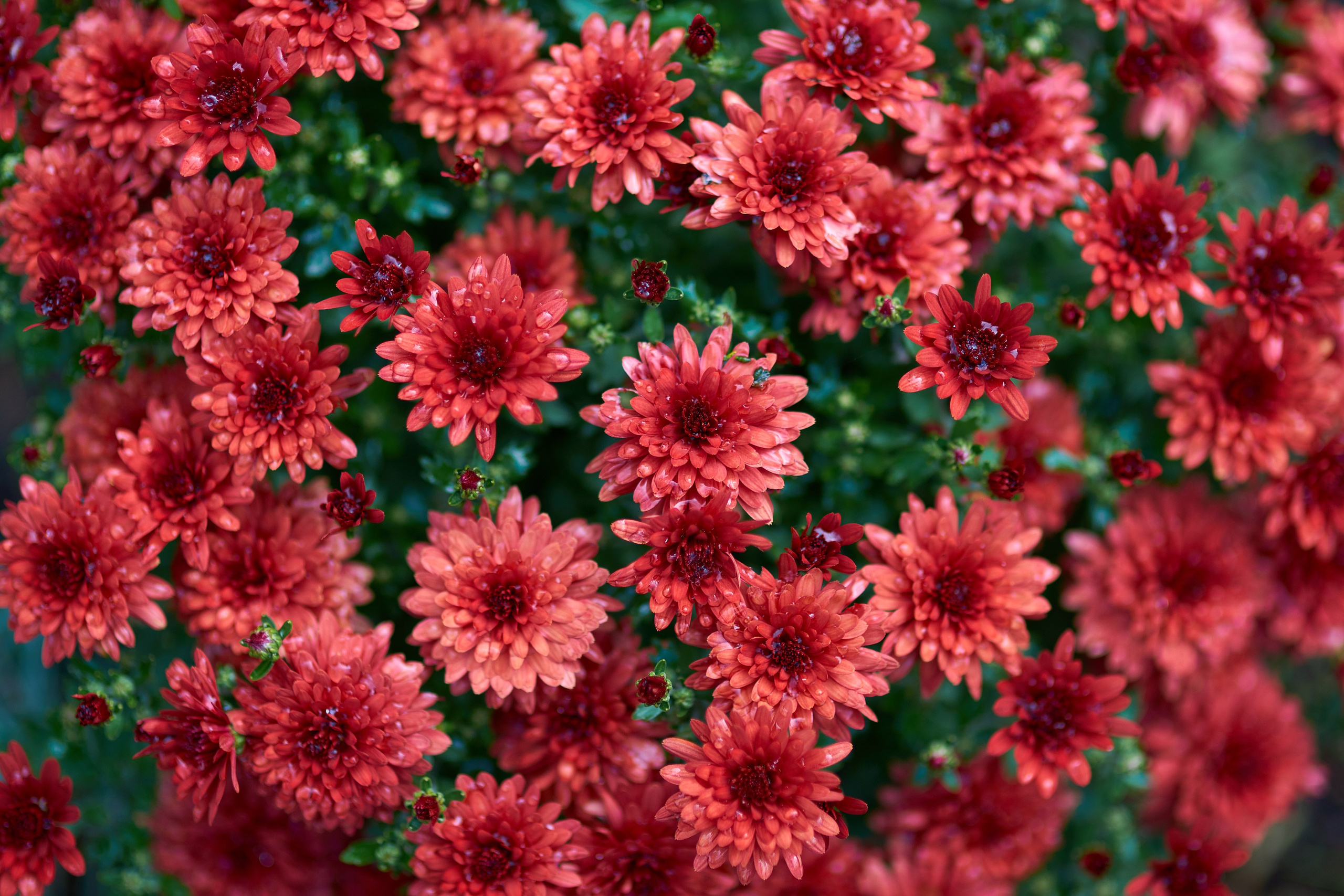 Наша мать — природа. Фотограф Владимир Артамонов