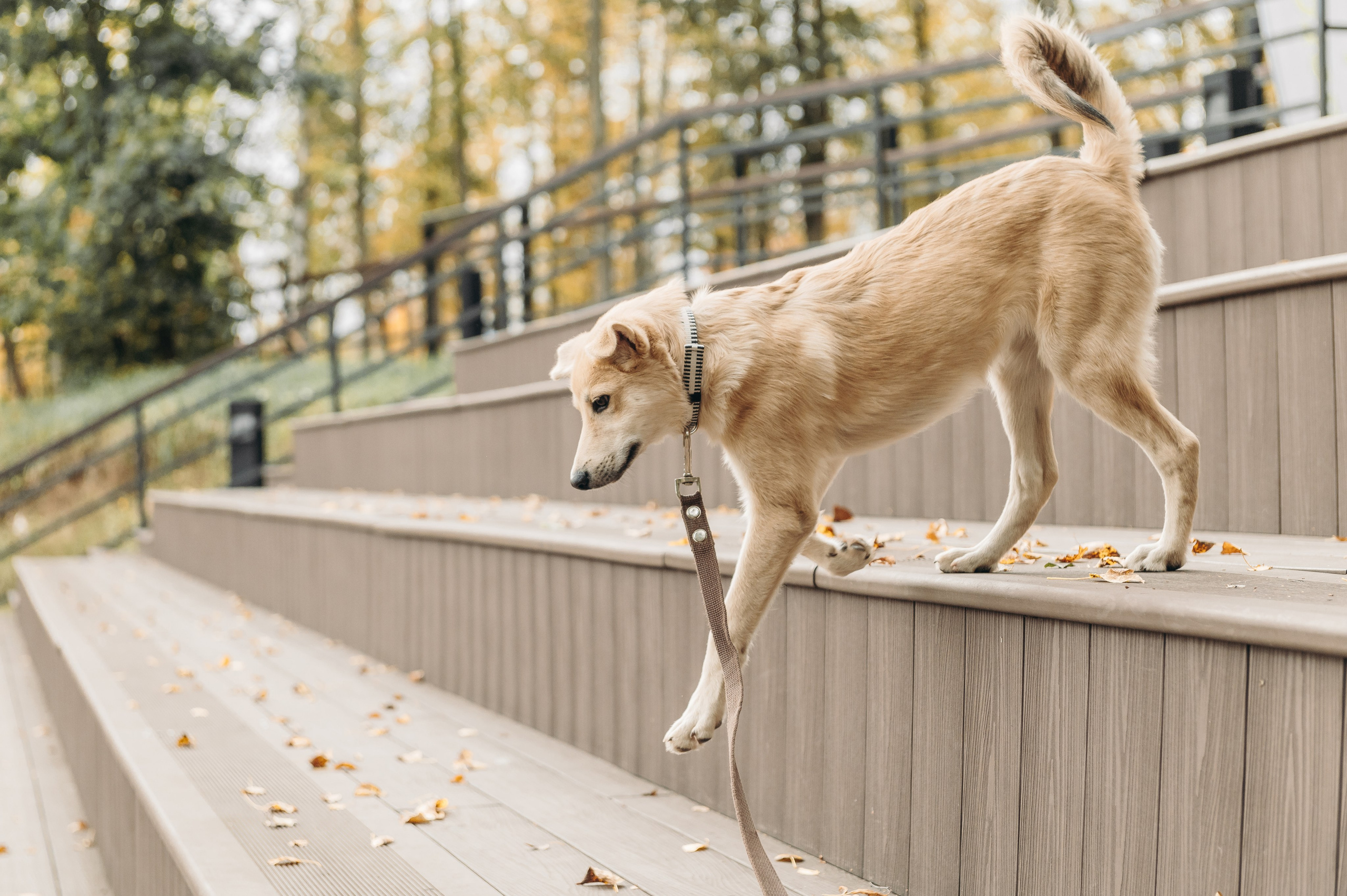 Анималистика. Главная