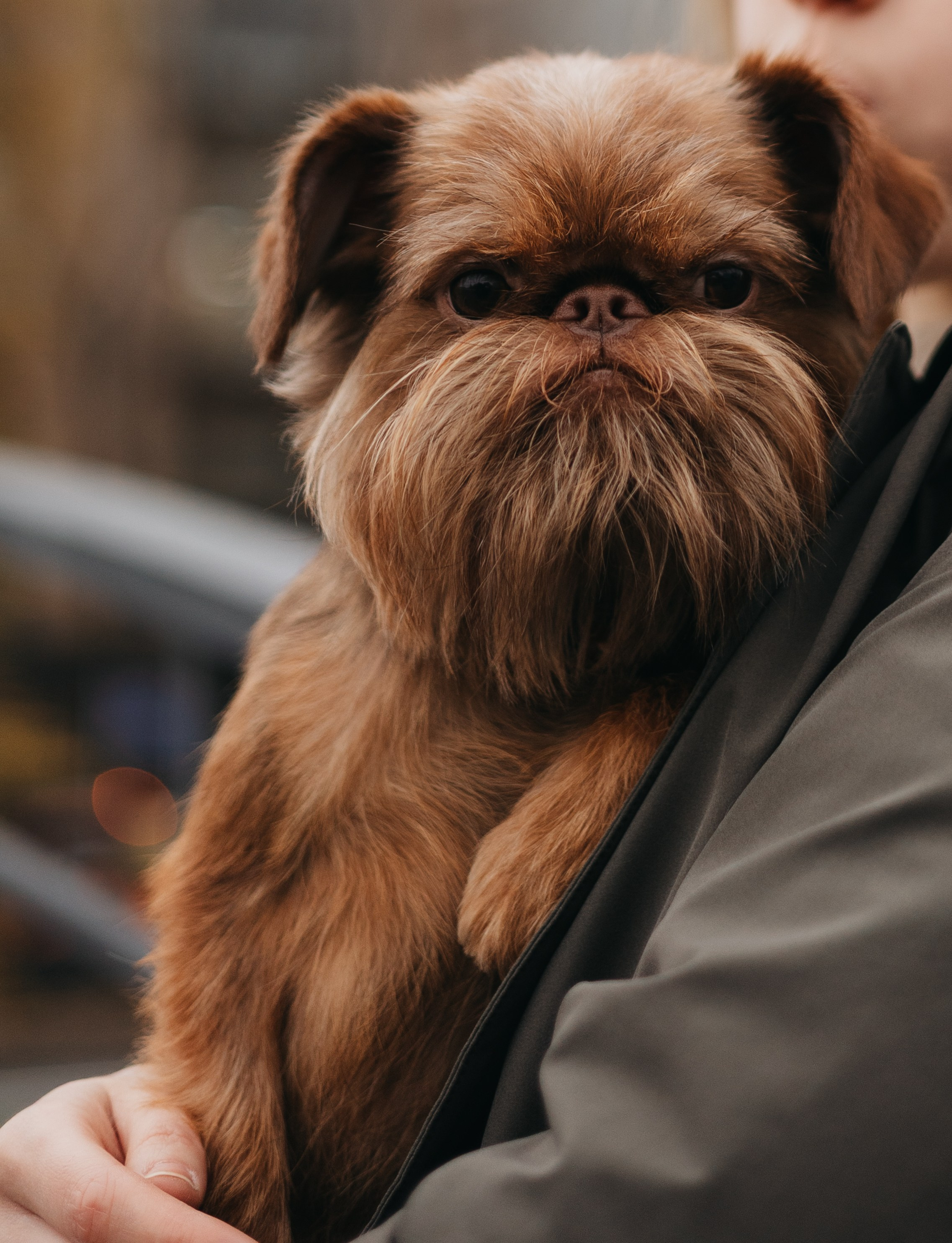 Полина и Джаред. Фотограф животных Евгения Верцинская