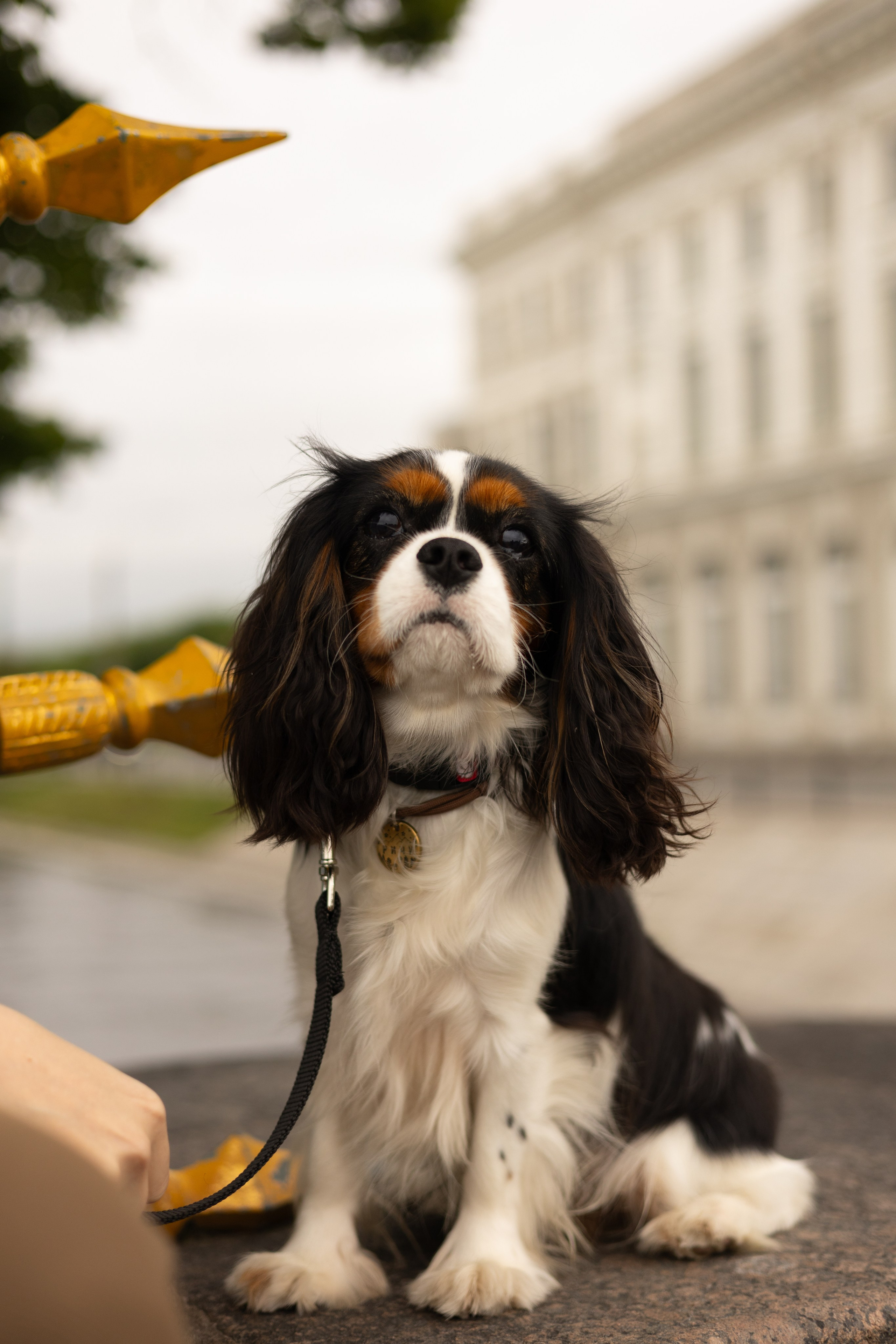 Ульяна и Ричи. Фотограф животных Евгения Верцинская