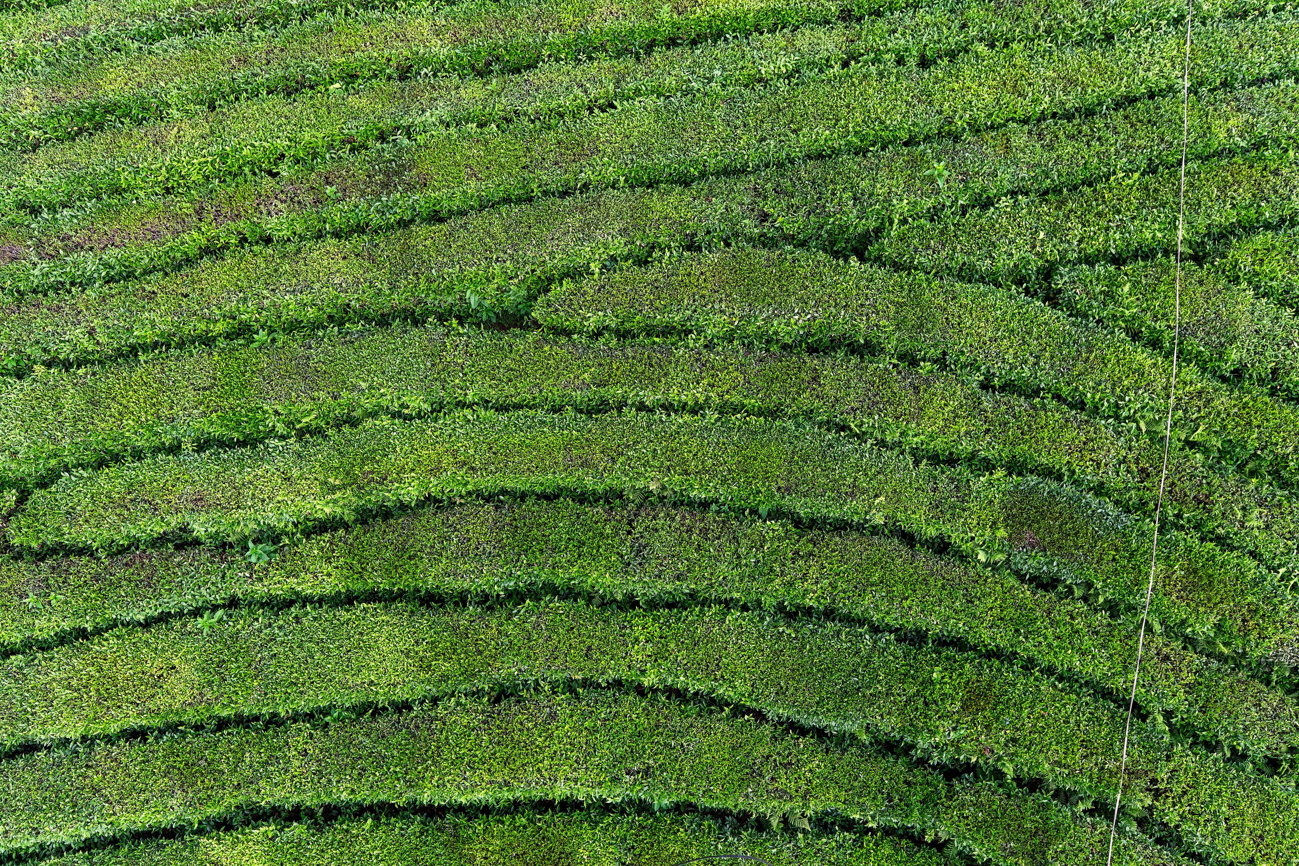 Фотограф на праздник Сочи. Фотограф Сочи