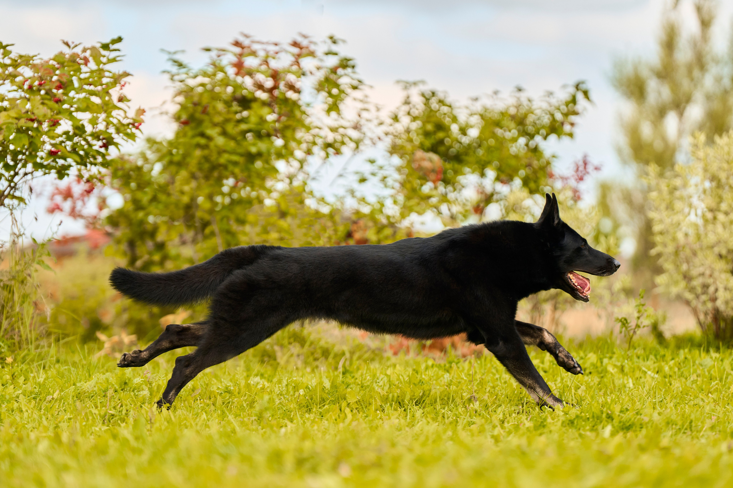 Фотосессия ваших питомцев. Женский и свадебный фотограф в Москве Елена Тараскина