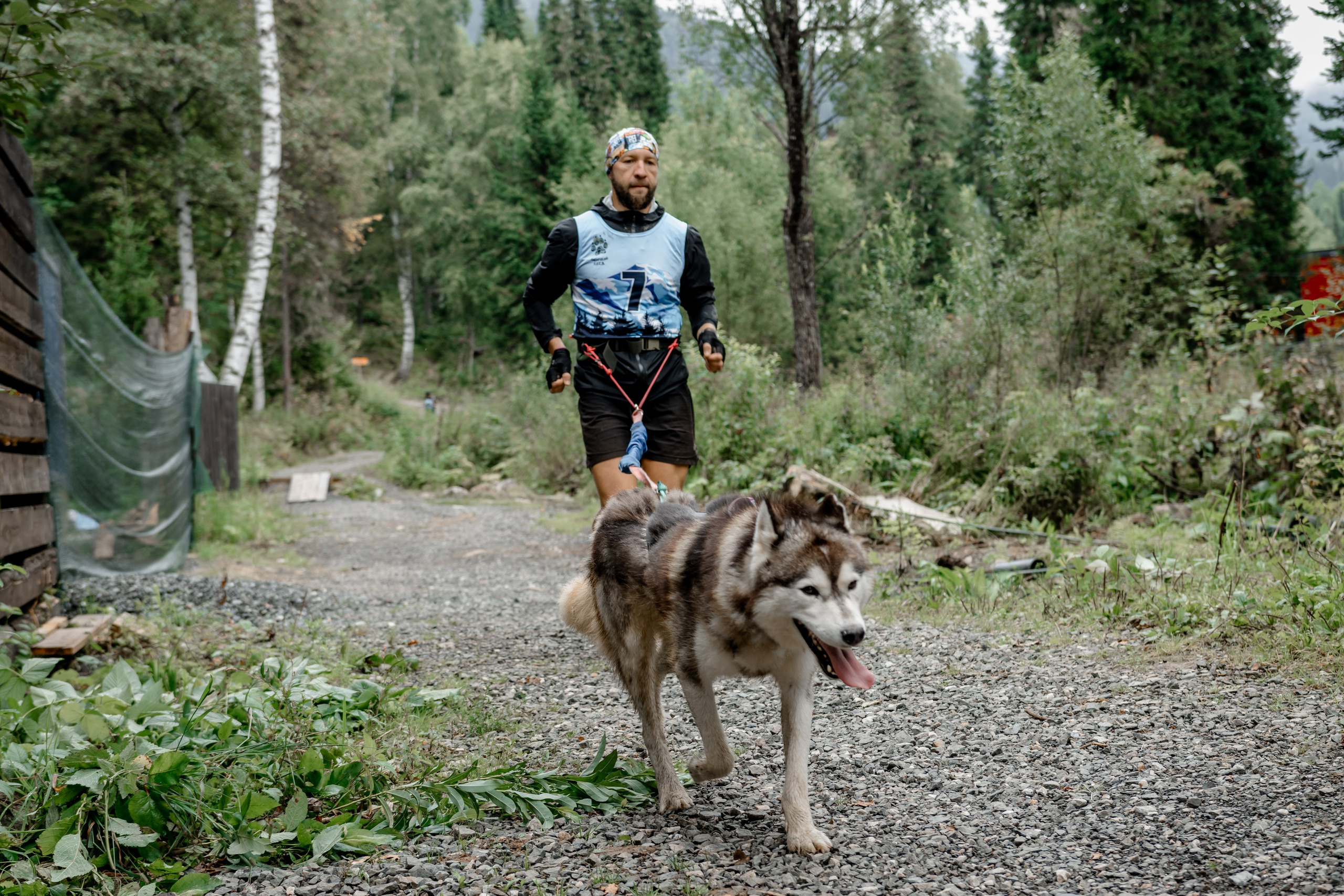 Дог-треккинг