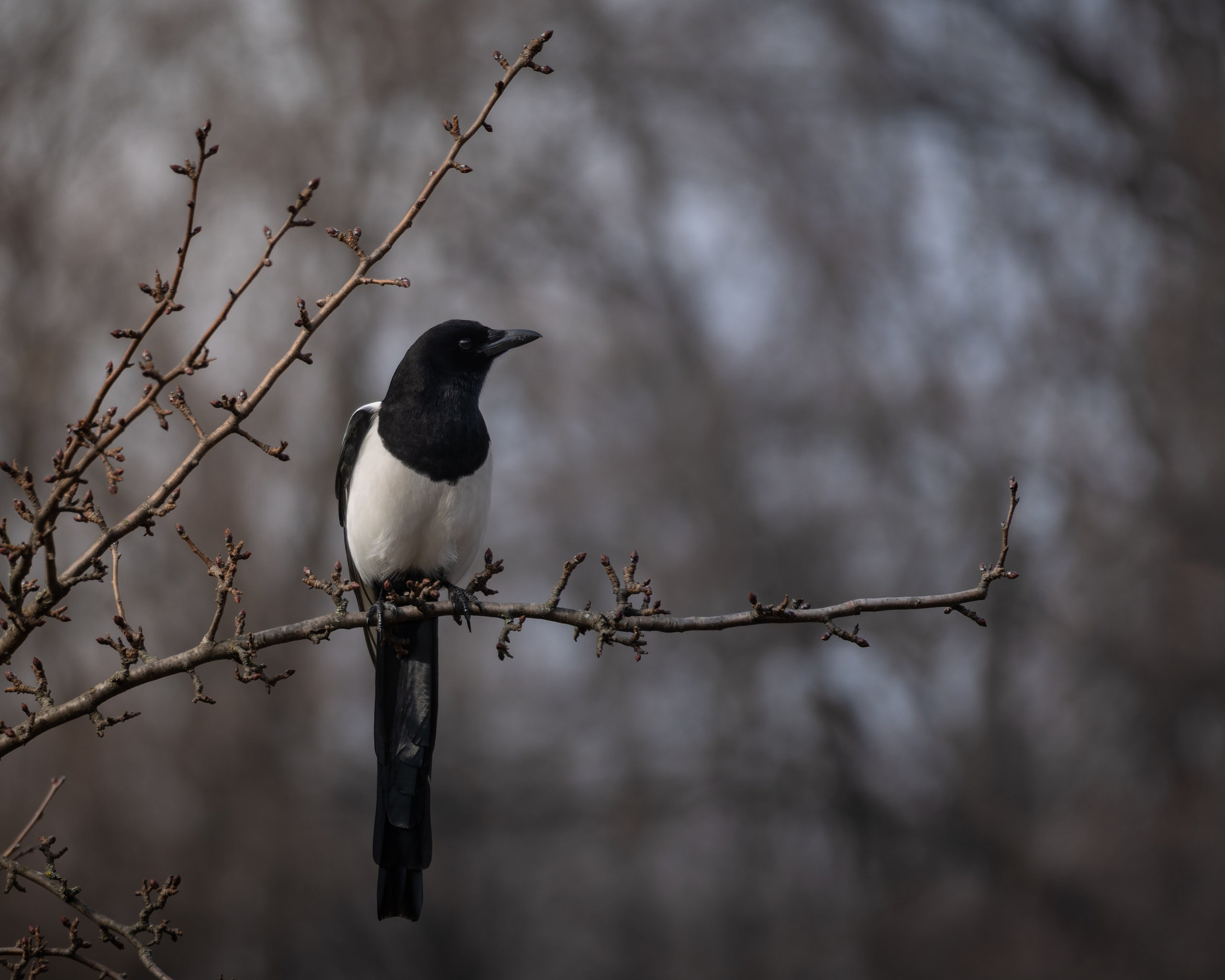 Voronezh 2025. Anton Chernov | Wildlife photographer