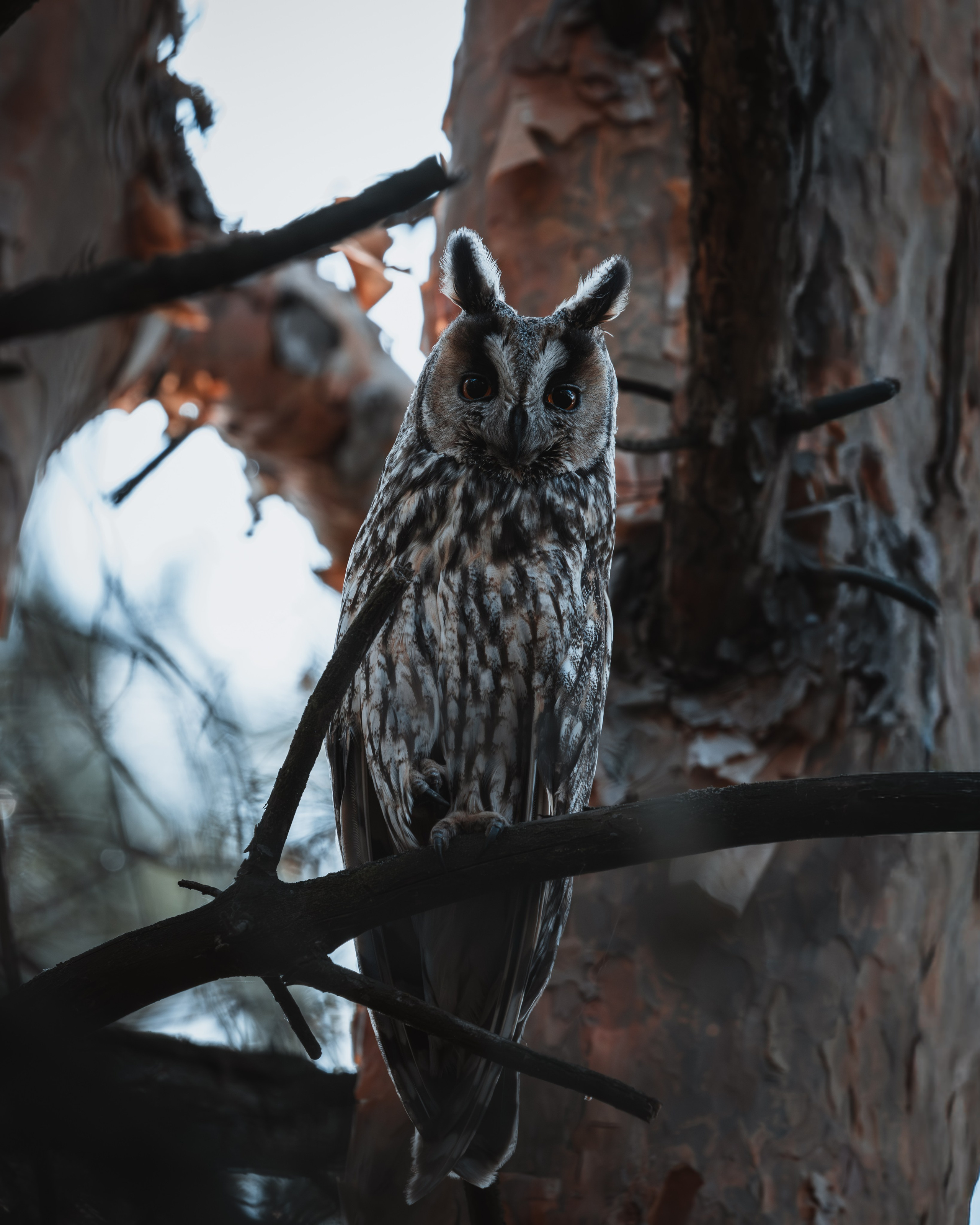 Voronezh 2026. Anton Chernov | Wildlife photographer