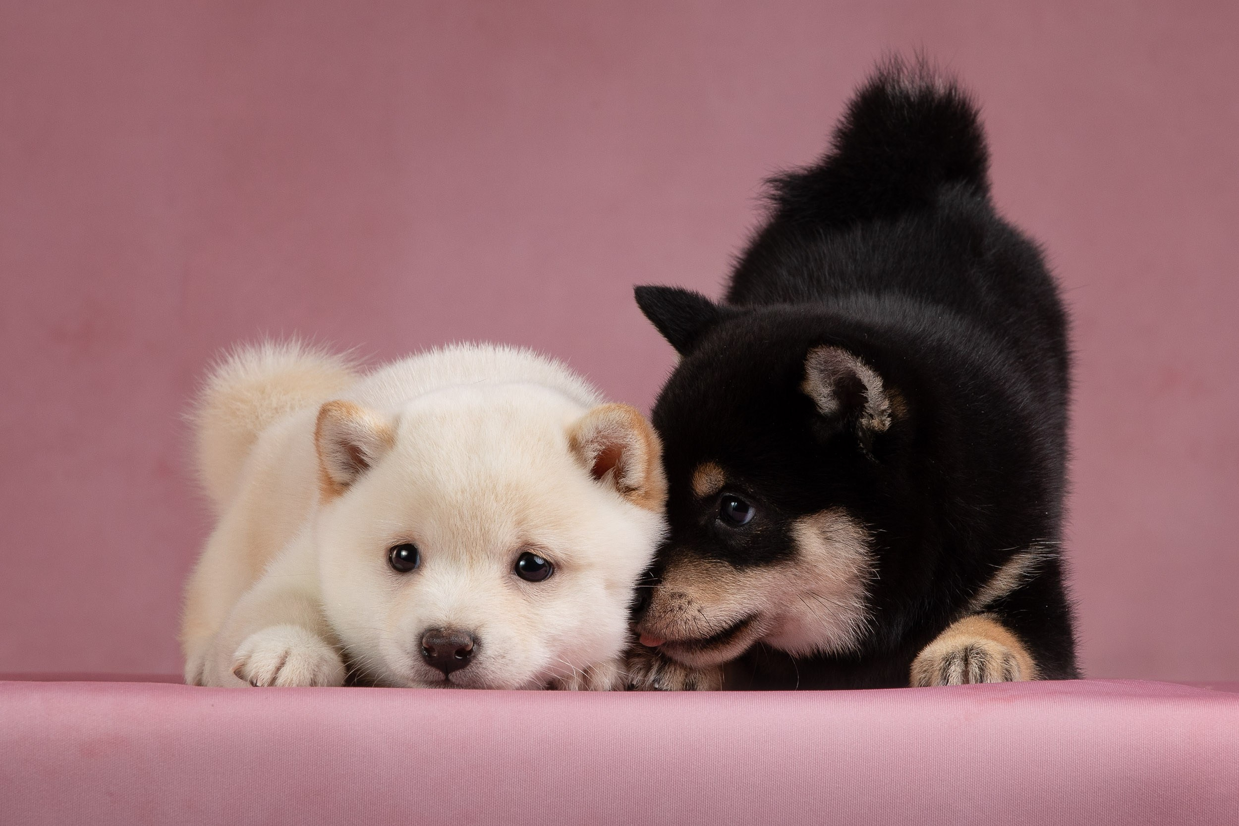 Фотограф-анималист в Москве и Московской области Татьяна Фролова